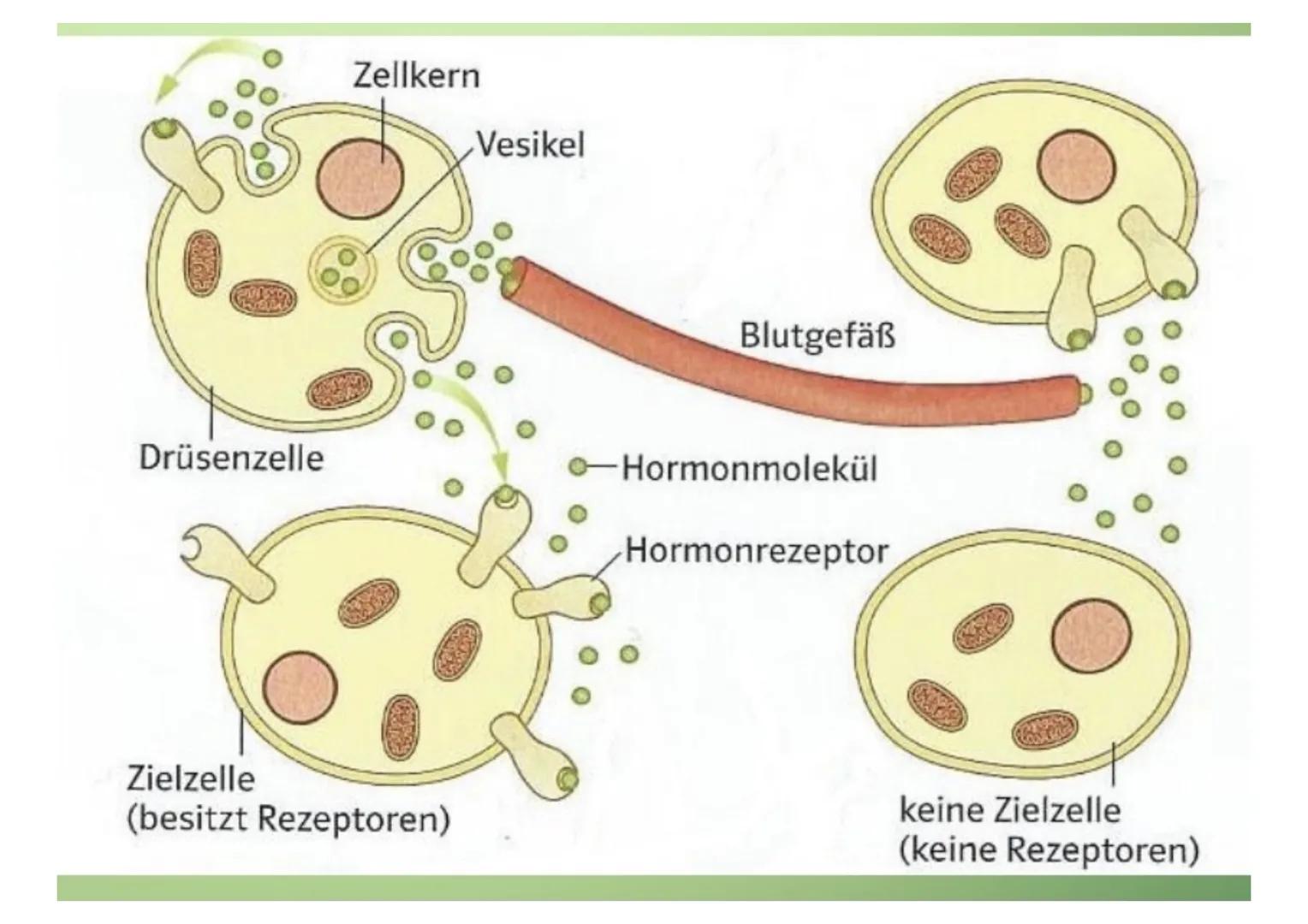 1.Hormone

1.1.Definition
-chemische Signal- und Botenstoffe
-übermitteln Informationen und
regeln wichtige Vorgänge

1.2.Klassifizierung
-U
