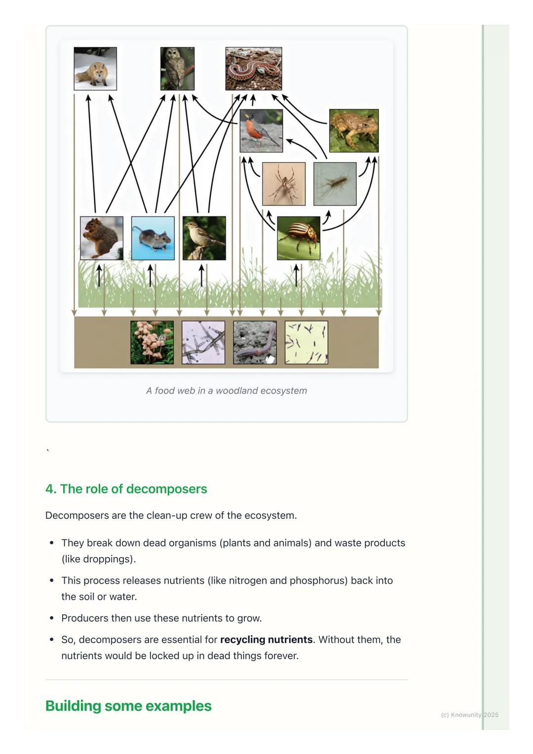 # Food Chains and Food Webs

## What are food chains and food webs?

A food chain shows how energy is passed from one living thing to anothe