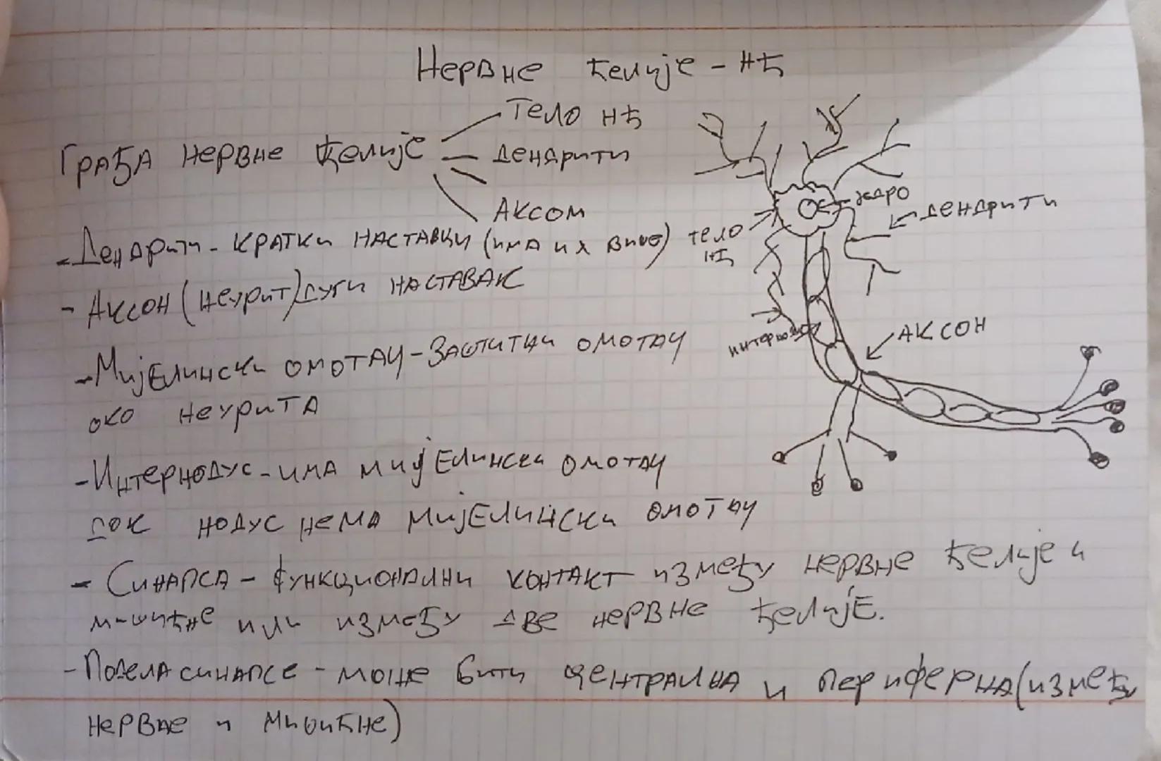 Грађа нервне ћелије

Нервне ћелије - нђ

Тело нђ
Дендрити
AKCOM

«Дендрити - кратки НАСТАВЦИ (ИМА
- Аксон (неурит) дуги Наставак
Aur Bhое те
