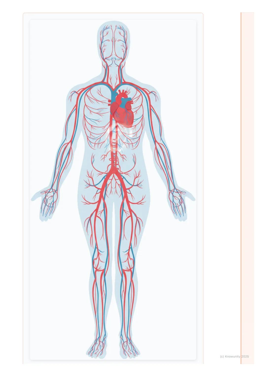 # Osnovni fiziološki pojmovi

Uvod u osnovne fiziološke pojmove

Kada vežbamo na času fizičkog, naše telo se menja. Počinjemo da dišemo
brže