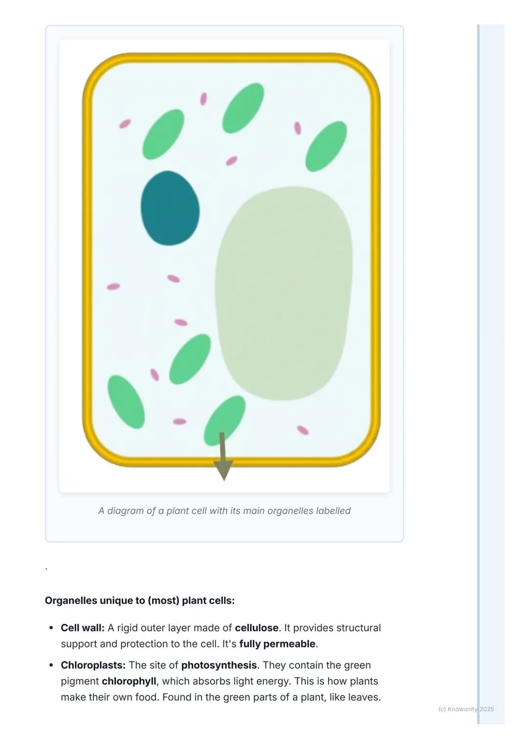 # The Cell: Basic Unit of Life

An introduction to the cell

The cell is the smallest, most basic unit of life. All living things, from tiny