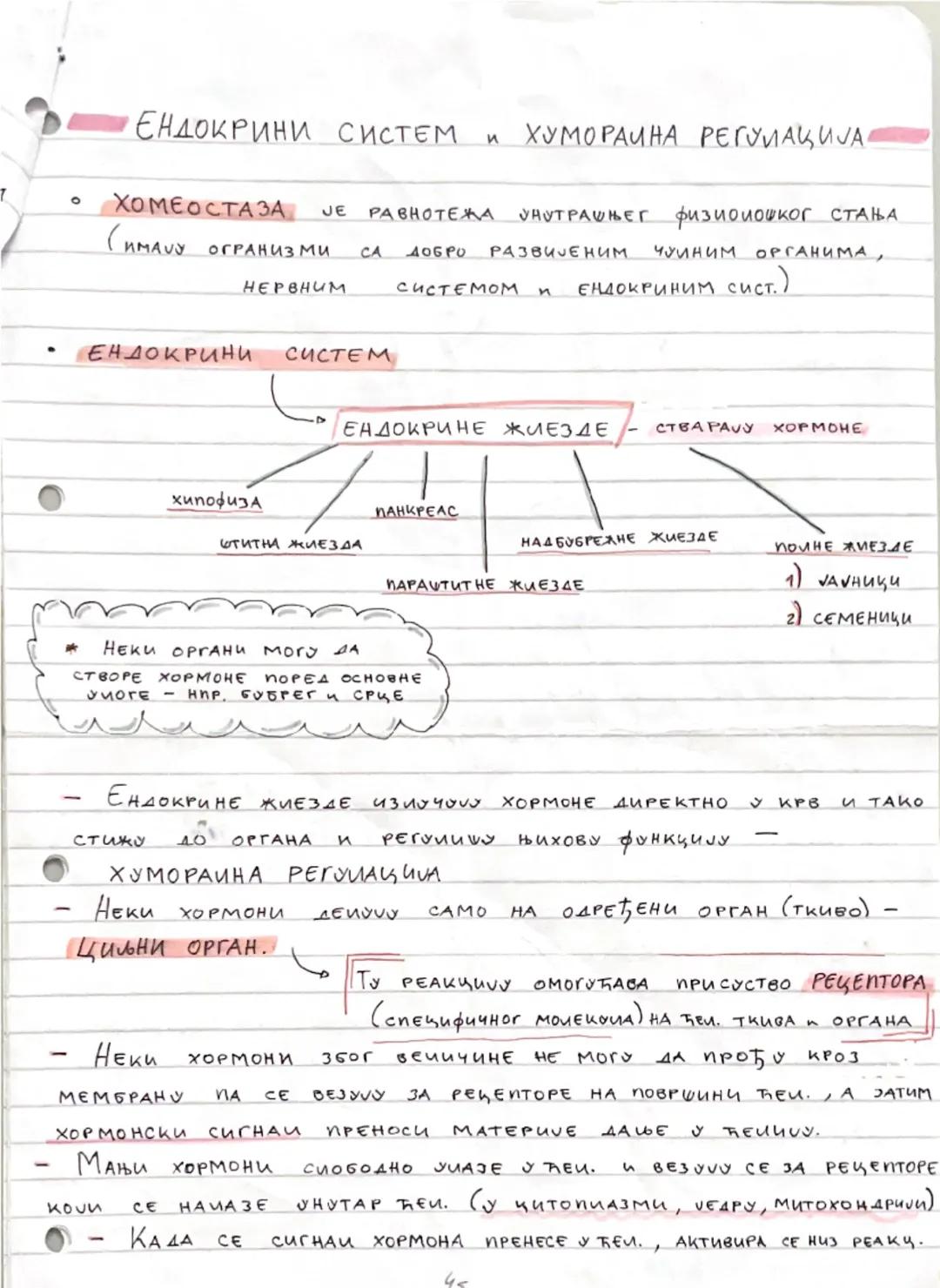 Endokrini Sistem i Humoralna Regulacija: Glavne Funkcije i Značaj
