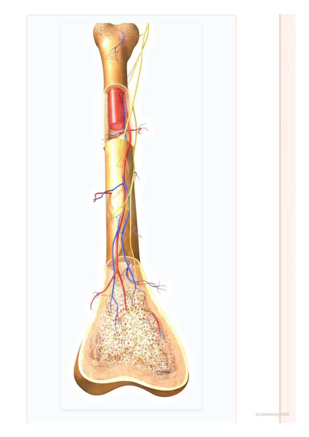 # Kosti a kostra

## 1. Prehľad kostí a kostry

Ahojte! Pripravujem si poznámky na písomku z biológie o opornej a pohybovej
sústave. Dnes sa