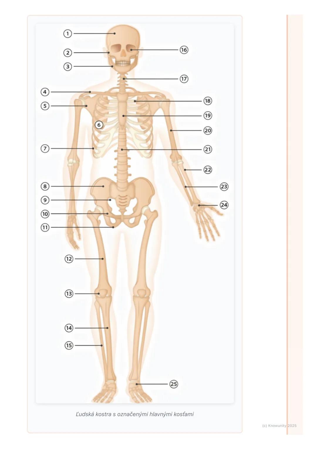 # Kosti a kostra

## 1. Prehľad kostí a kostry

Ahojte! Pripravujem si poznámky na písomku z biológie o opornej a pohybovej
sústave. Dnes sa