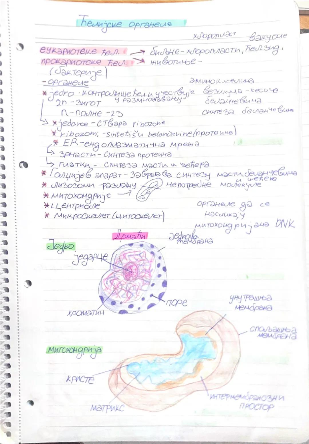Ključni pojmovi biologije osmog razreda