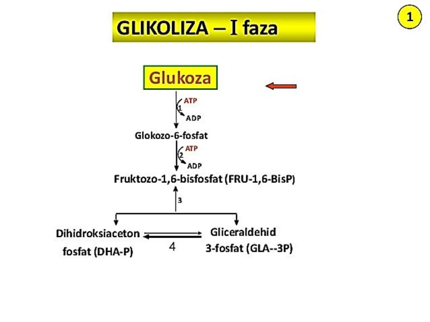 # ГЛИКОЛИЗА И КРЕБСОВ ЦИКЛУС
Снежана Дејановић - Исходи:
После обраде наставне јединице бићете у стању да:
- анализирате главне метаболичке
