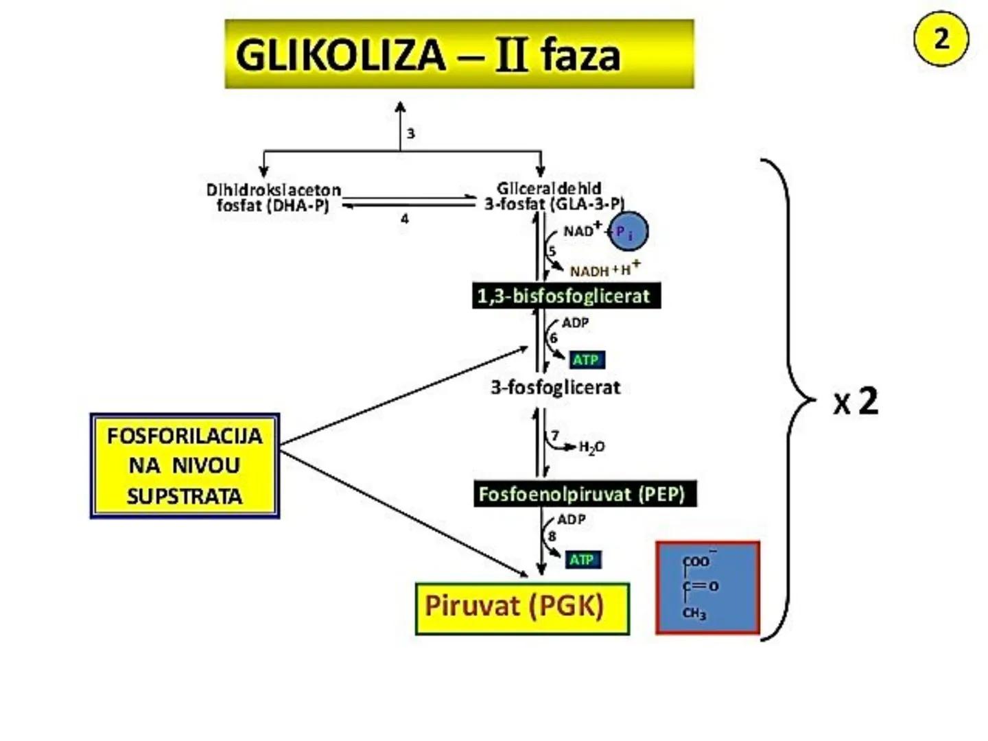 # ГЛИКОЛИЗА И КРЕБСОВ ЦИКЛУС
Снежана Дејановић - Исходи:
После обраде наставне јединице бићете у стању да:
- анализирате главне метаболичке