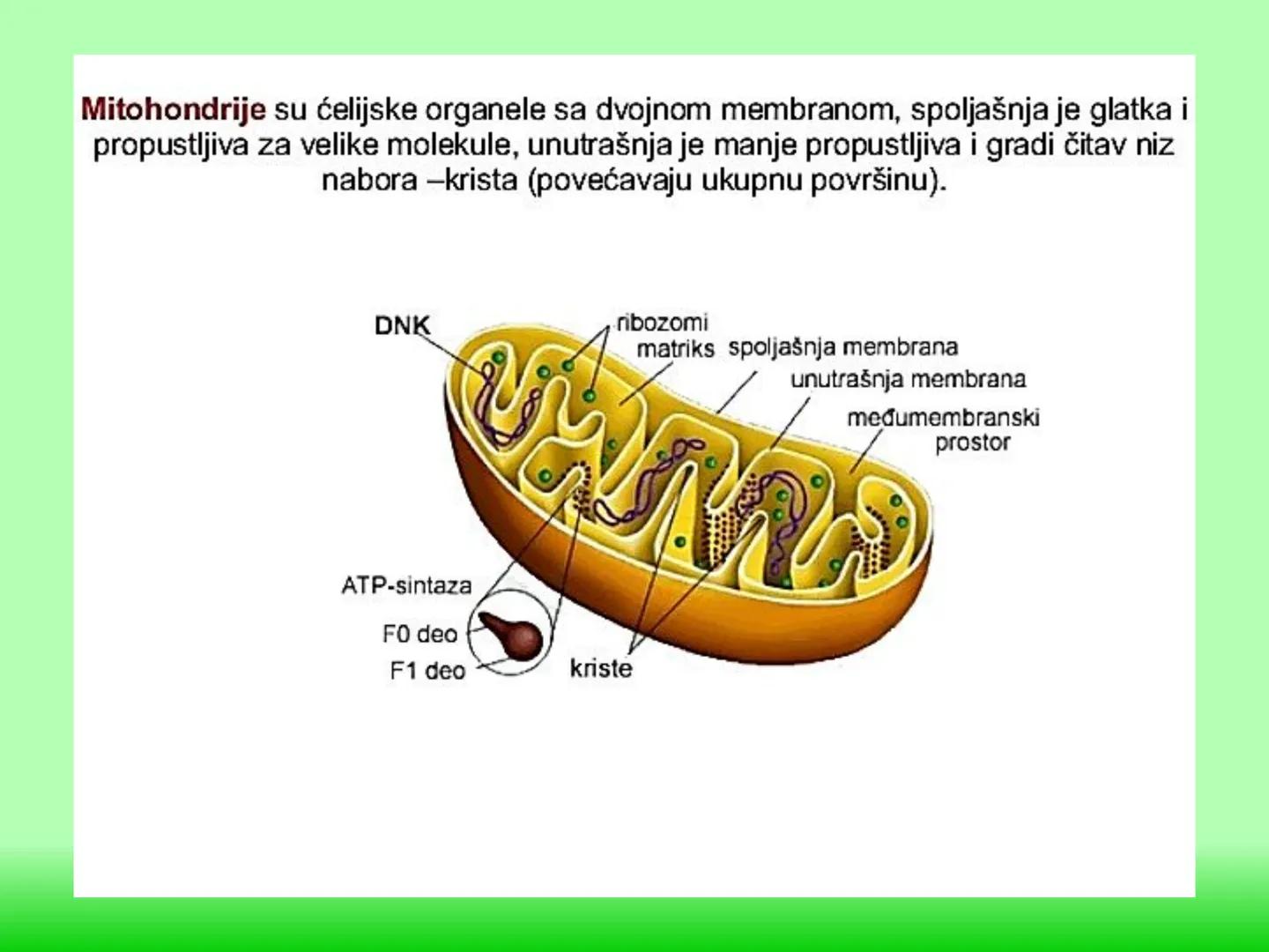 # ГЛИКОЛИЗА И КРЕБСОВ ЦИКЛУС
Снежана Дејановић - Исходи:
После обраде наставне јединице бићете у стању да:
- анализирате главне метаболичке