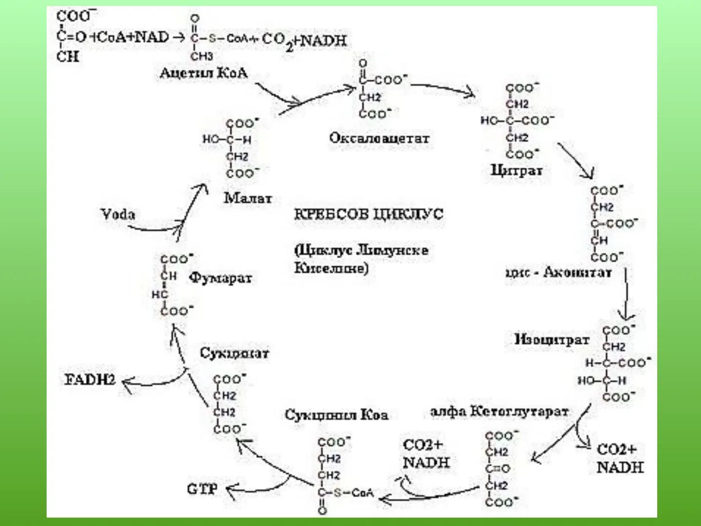 # ГЛИКОЛИЗА И КРЕБСОВ ЦИКЛУС
Снежана Дејановић - Исходи:
После обраде наставне јединице бићете у стању да:
- анализирате главне метаболичке
