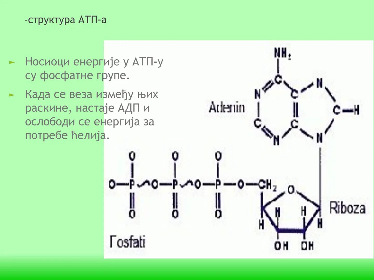 # ГЛИКОЛИЗА И КРЕБСОВ ЦИКЛУС
Снежана Дејановић - Исходи:
После обраде наставне јединице бићете у стању да:
- анализирате главне метаболичке