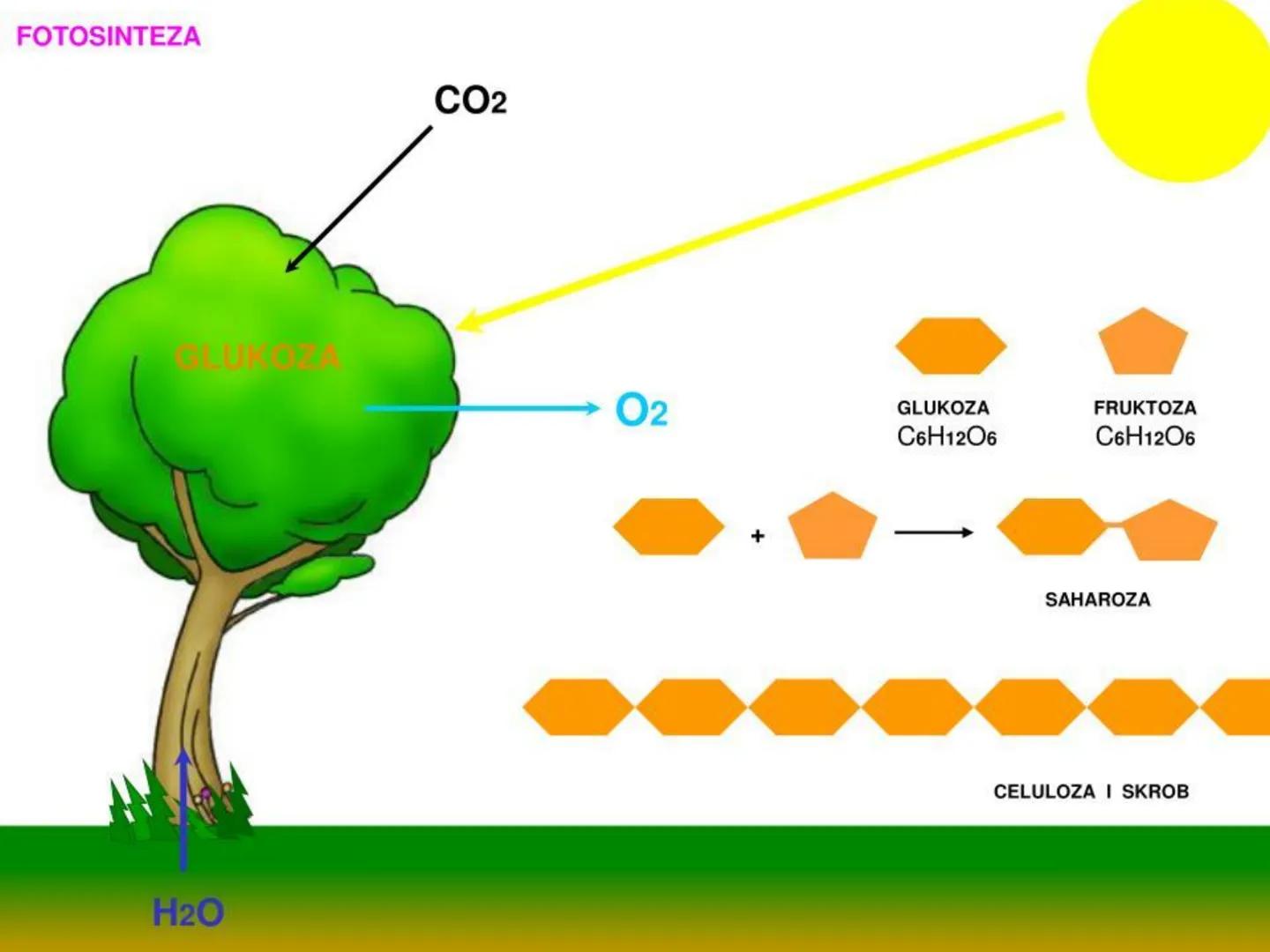 # ГЛИКОЛИЗА И КРЕБСОВ ЦИКЛУС
Снежана Дејановић - Исходи:
После обраде наставне јединице бићете у стању да:
- анализирате главне метаболичке
