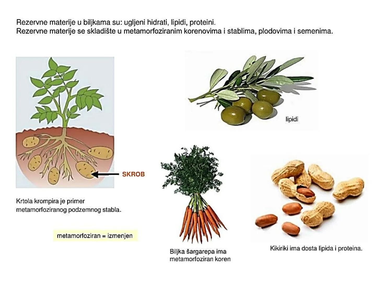 # ГЛИКОЛИЗА И КРЕБСОВ ЦИКЛУС
Снежана Дејановић - Исходи:
После обраде наставне јединице бићете у стању да:
- анализирате главне метаболичке