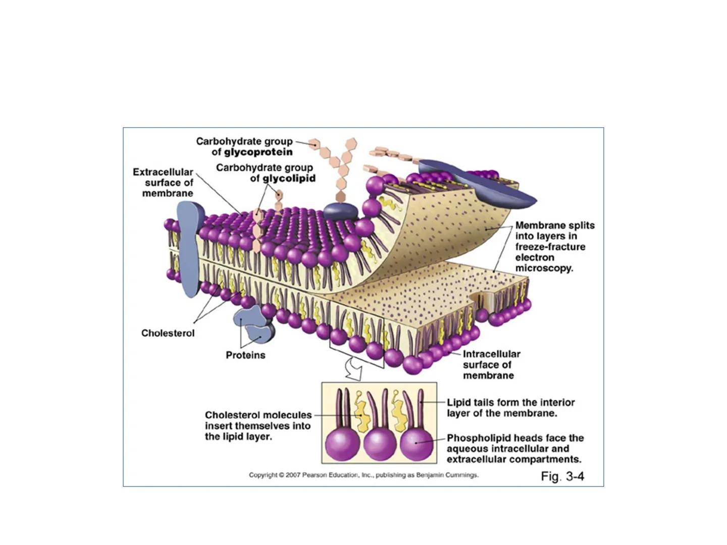 # OPŠTA FIZIOLOGIJA
1. Ćelija (ćelijska membrana)
2. Ćelijski metabolizam
3. Unutrašnja sredina i ćelijske veze
4. Transport kroz ćelijsku