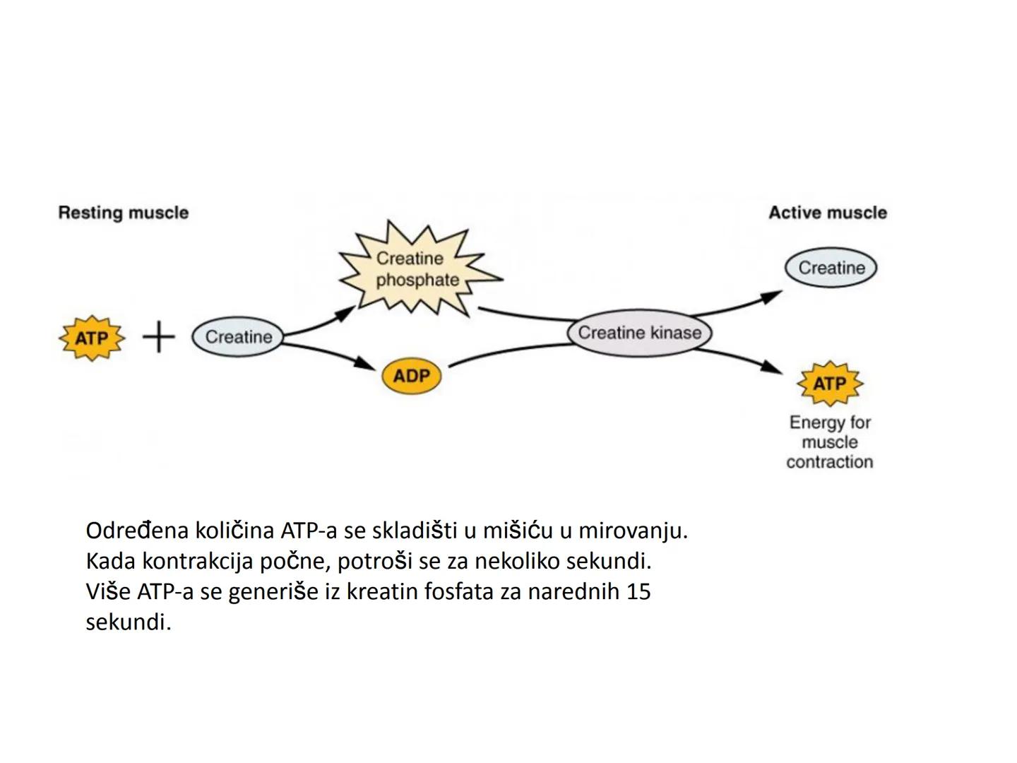 # OPŠTA FIZIOLOGIJA
1. Ćelija (ćelijska membrana)
2. Ćelijski metabolizam
3. Unutrašnja sredina i ćelijske veze
4. Transport kroz ćelijsku