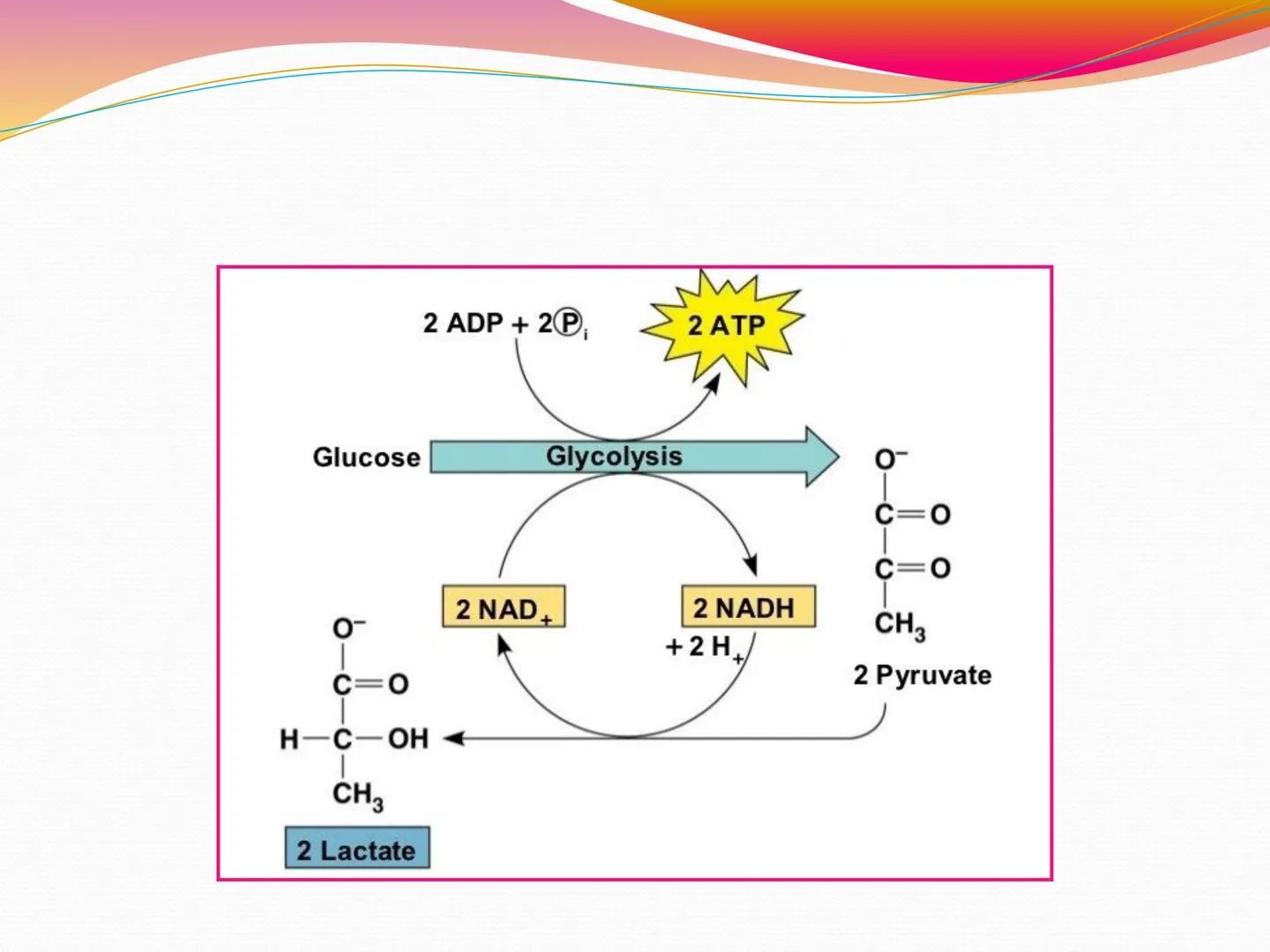 # OPŠTA FIZIOLOGIJA
1. Ćelija (ćelijska membrana)
2. Ćelijski metabolizam
3. Unutrašnja sredina i ćelijske veze
4. Transport kroz ćelijsku