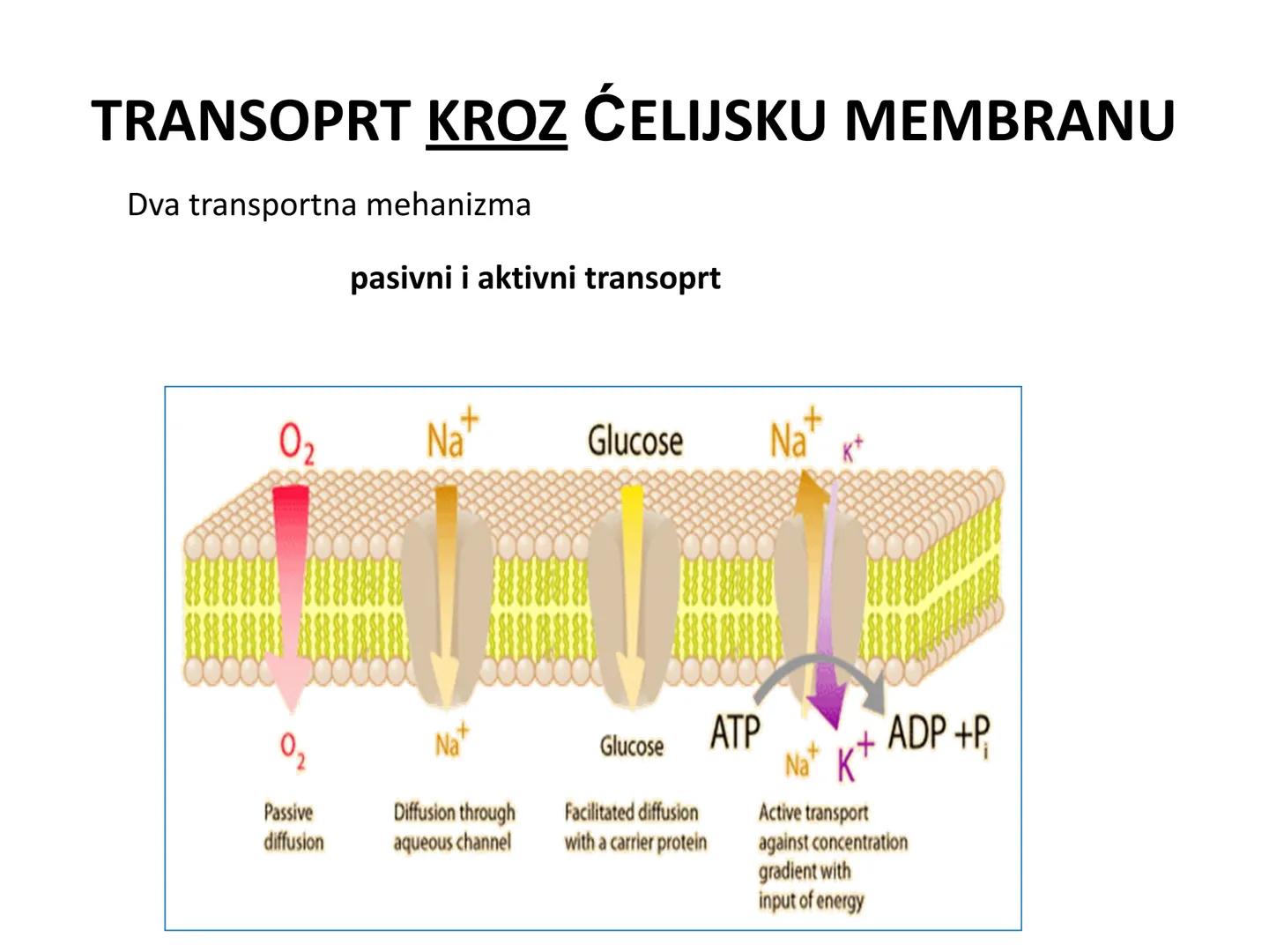 # OPŠTA FIZIOLOGIJA
1. Ćelija (ćelijska membrana)
2. Ćelijski metabolizam
3. Unutrašnja sredina i ćelijske veze
4. Transport kroz ćelijsku
