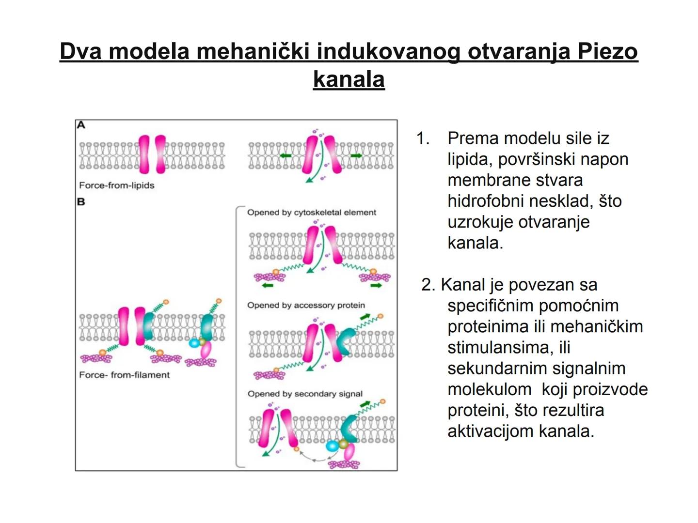# OPŠTA FIZIOLOGIJA
1. Ćelija (ćelijska membrana)
2. Ćelijski metabolizam
3. Unutrašnja sredina i ćelijske veze
4. Transport kroz ćelijsku