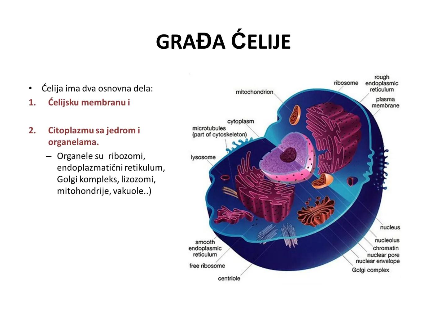 # OPŠTA FIZIOLOGIJA
1. Ćelija (ćelijska membrana)
2. Ćelijski metabolizam
3. Unutrašnja sredina i ćelijske veze
4. Transport kroz ćelijsku