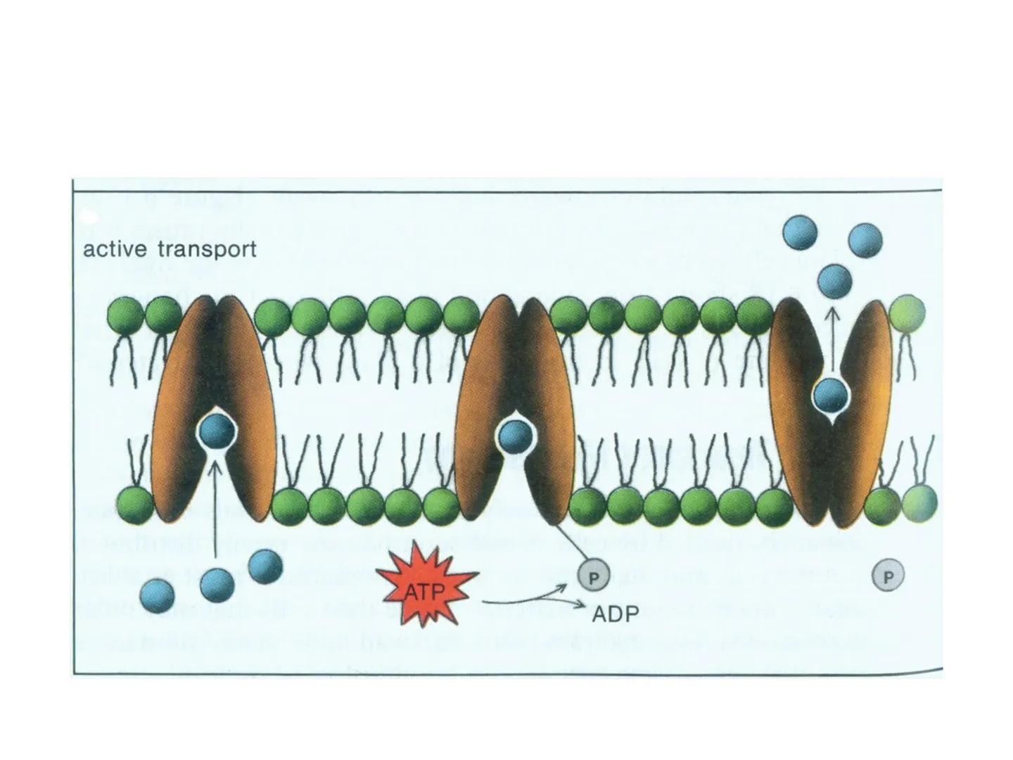 # OPŠTA FIZIOLOGIJA
1. Ćelija (ćelijska membrana)
2. Ćelijski metabolizam
3. Unutrašnja sredina i ćelijske veze
4. Transport kroz ćelijsku