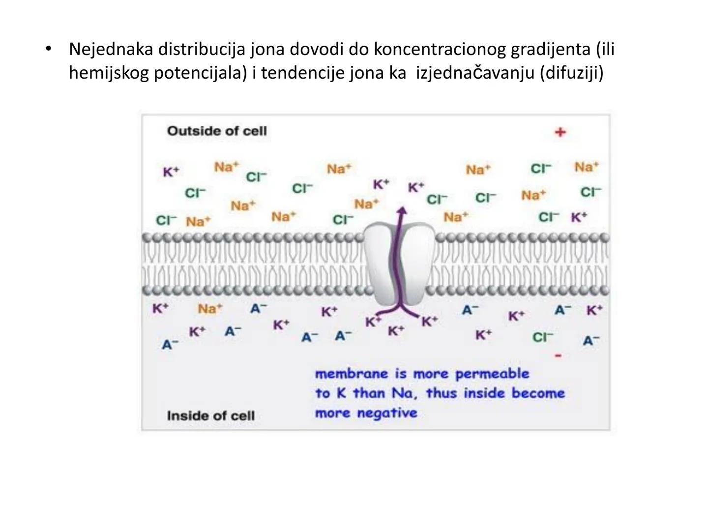 # OPŠTA FIZIOLOGIJA
1. Ćelija (ćelijska membrana)
2. Ćelijski metabolizam
3. Unutrašnja sredina i ćelijske veze
4. Transport kroz ćelijsku