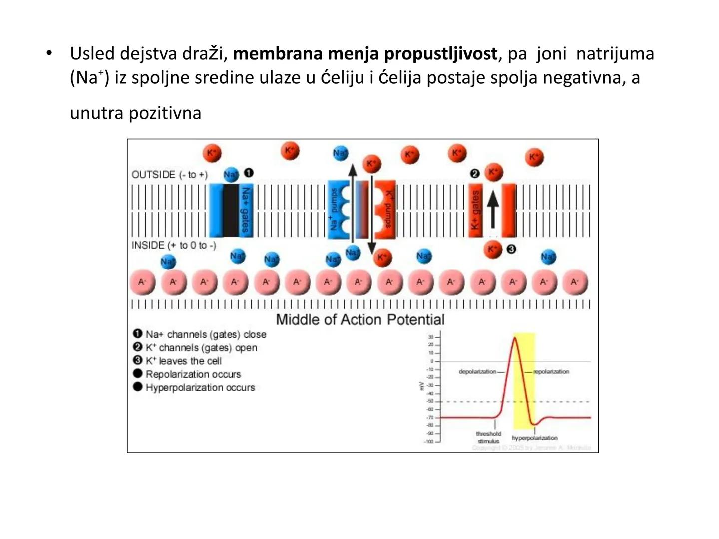 # OPŠTA FIZIOLOGIJA
1. Ćelija (ćelijska membrana)
2. Ćelijski metabolizam
3. Unutrašnja sredina i ćelijske veze
4. Transport kroz ćelijsku