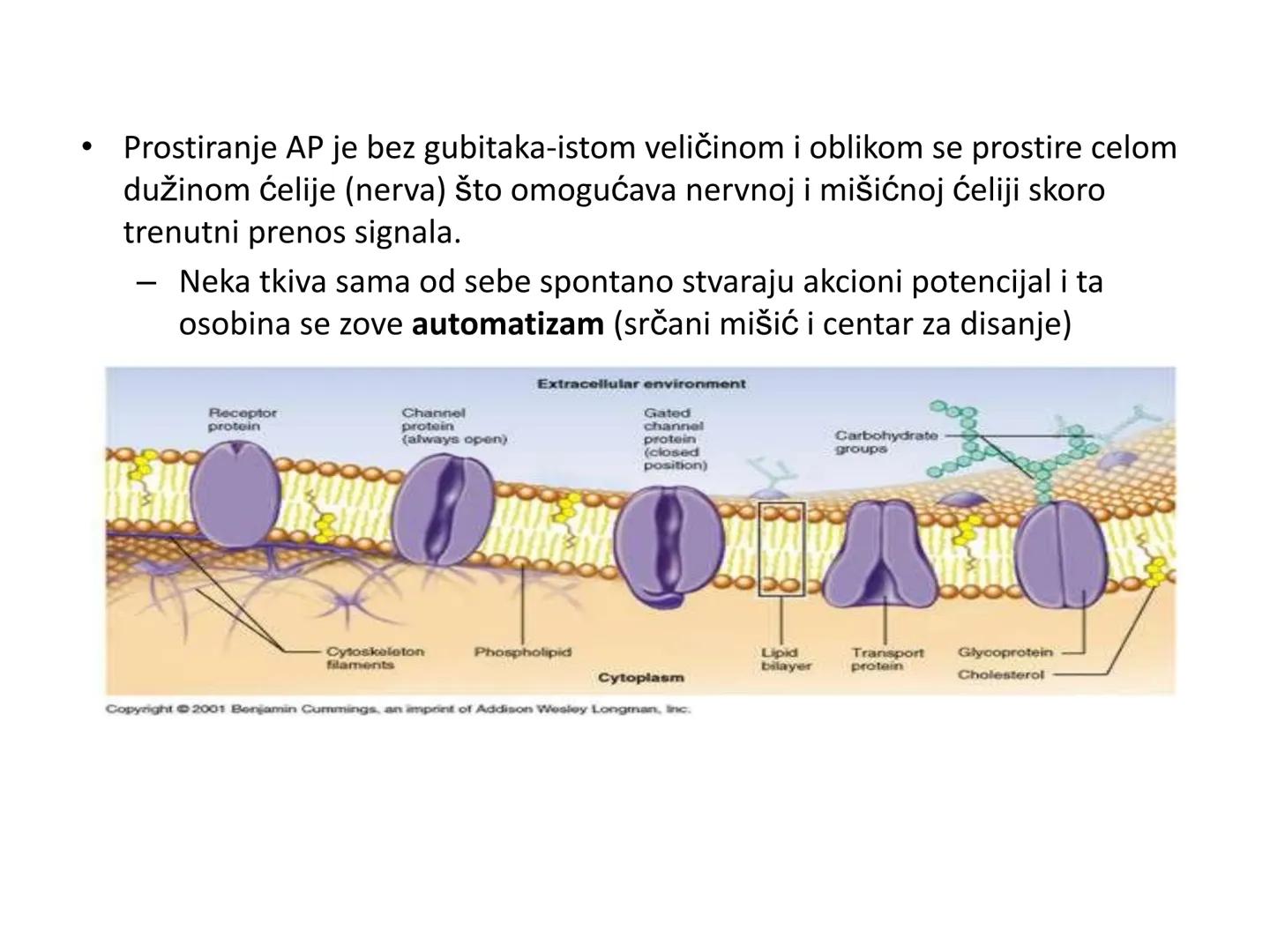 # OPŠTA FIZIOLOGIJA
1. Ćelija (ćelijska membrana)
2. Ćelijski metabolizam
3. Unutrašnja sredina i ćelijske veze
4. Transport kroz ćelijsku