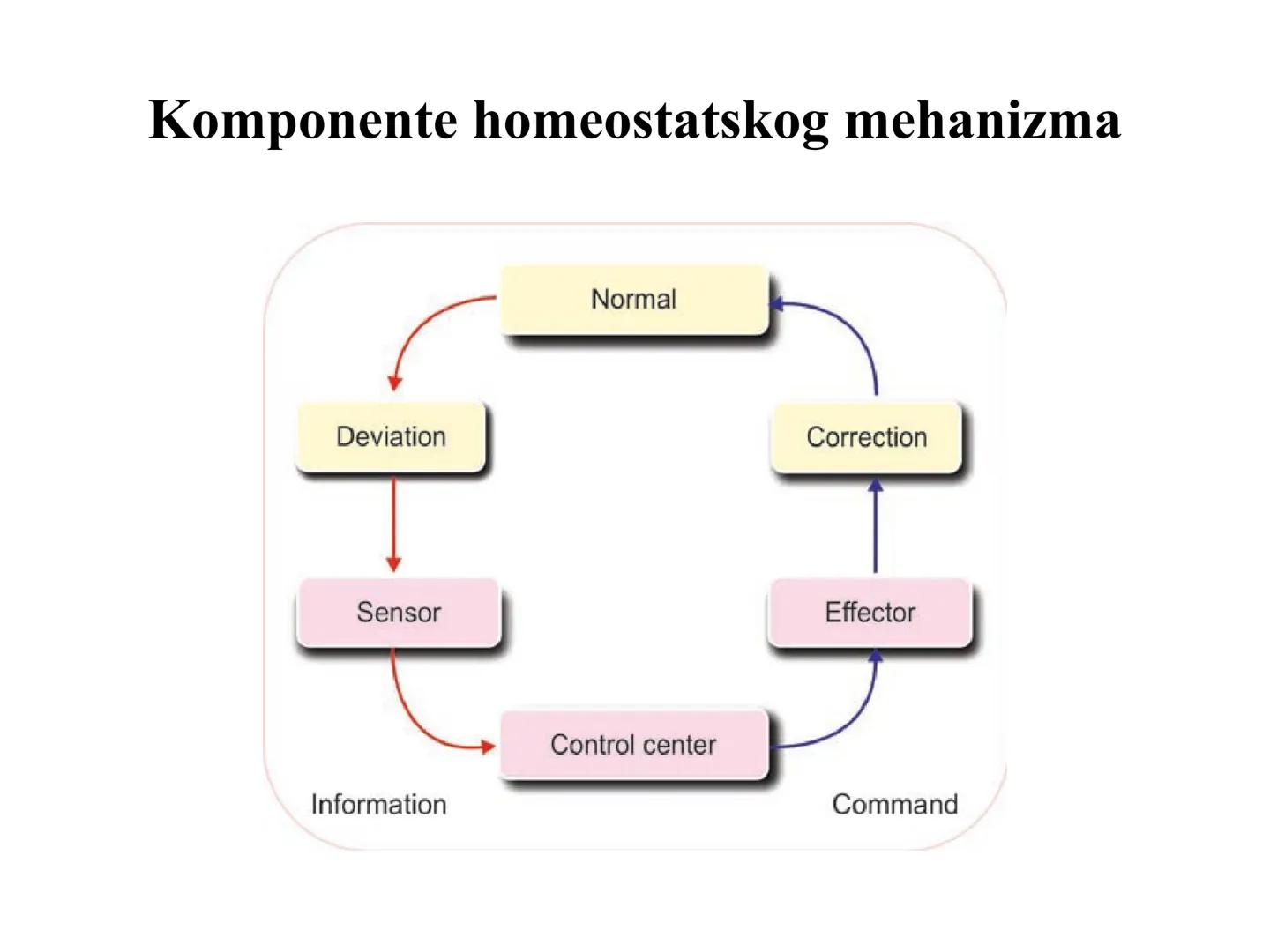 # OPŠTA FIZIOLOGIJA
1. Ćelija (ćelijska membrana)
2. Ćelijski metabolizam
3. Unutrašnja sredina i ćelijske veze
4. Transport kroz ćelijsku