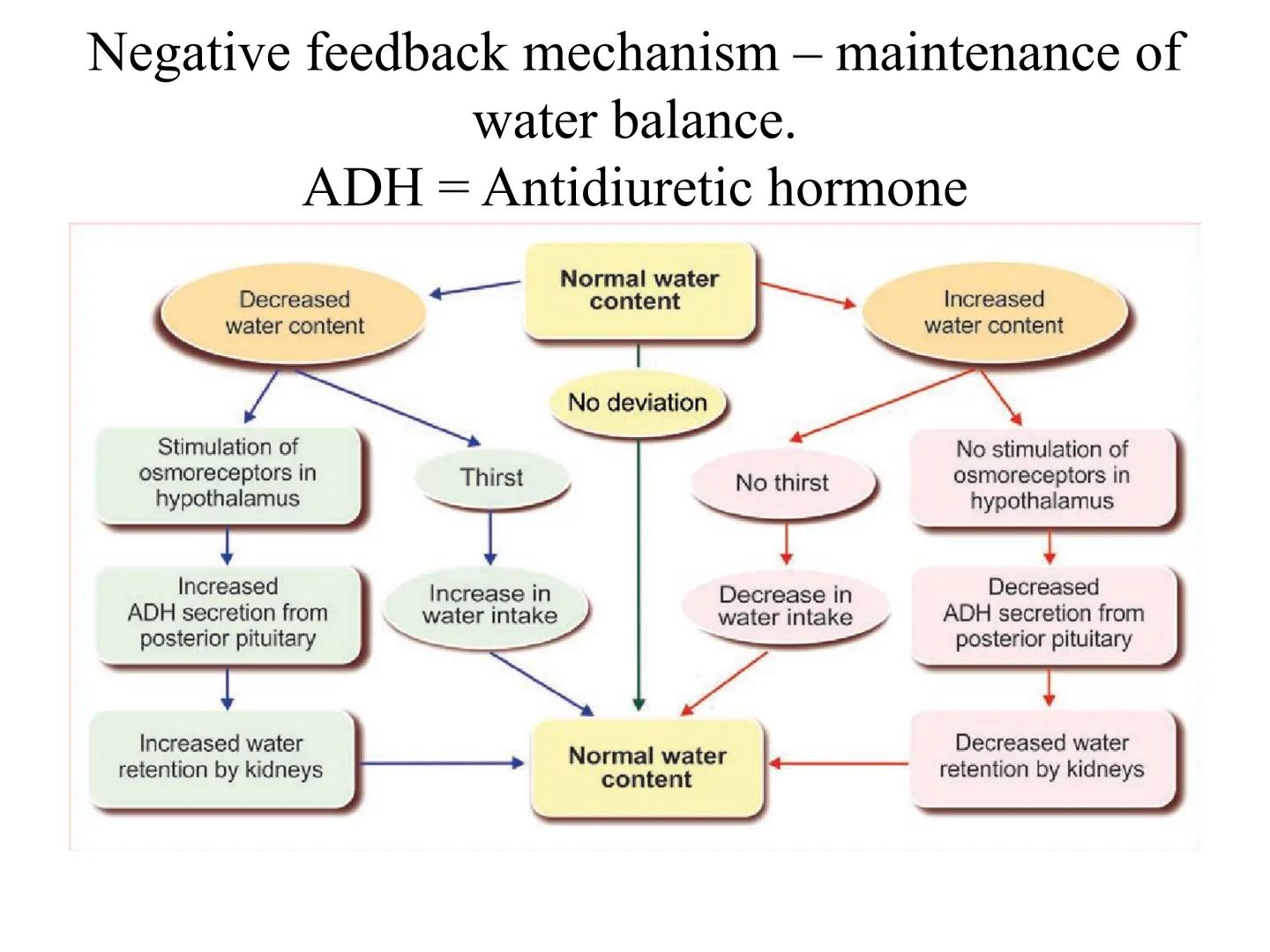 # OPŠTA FIZIOLOGIJA
1. Ćelija (ćelijska membrana)
2. Ćelijski metabolizam
3. Unutrašnja sredina i ćelijske veze
4. Transport kroz ćelijsku