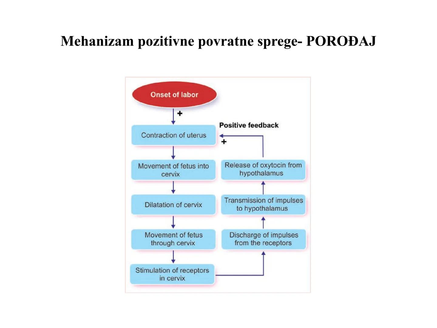 # OPŠTA FIZIOLOGIJA
1. Ćelija (ćelijska membrana)
2. Ćelijski metabolizam
3. Unutrašnja sredina i ćelijske veze
4. Transport kroz ćelijsku