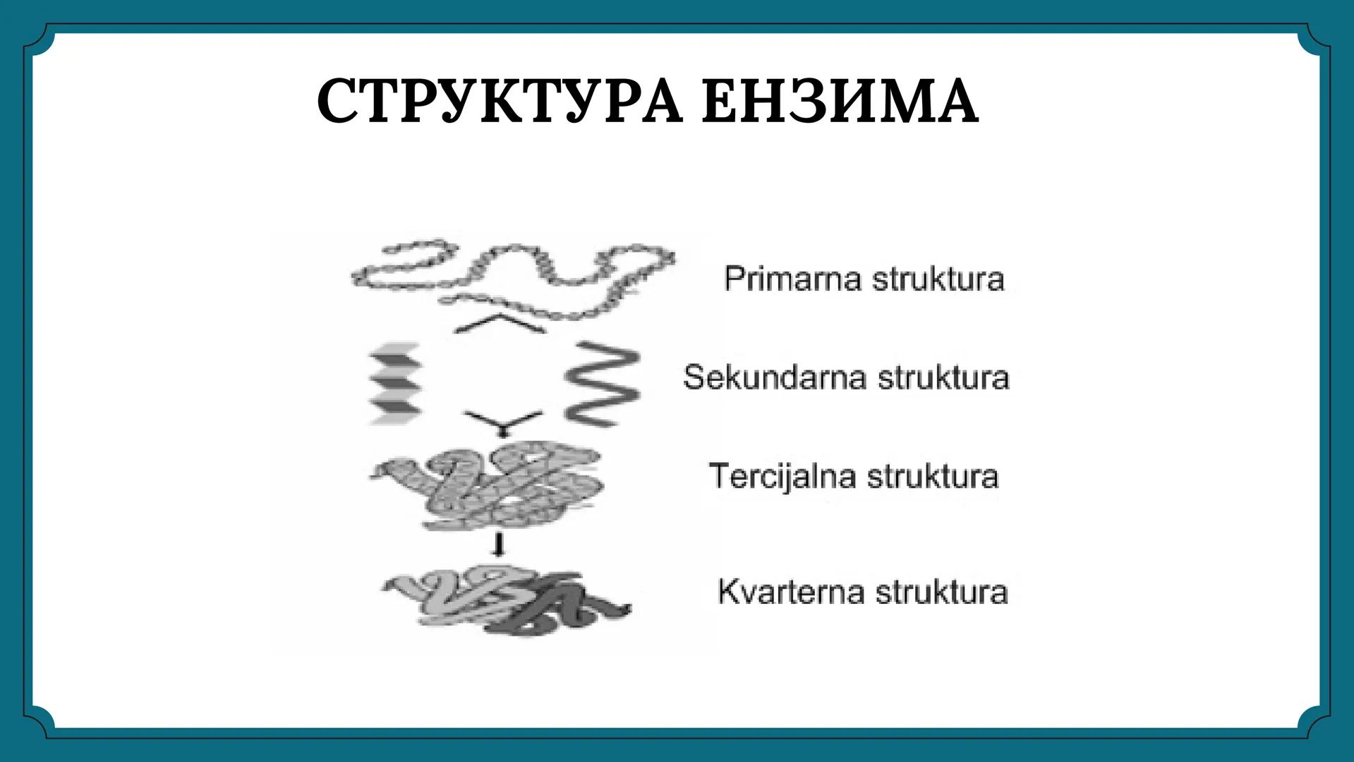 # ЕНЗИМИ # САДРЖАЈ
01 ПОЈАМ И УЛОГА ЕНЗИМА
02 СТРУКТУРА И НОМЕНКЛАТУРА ЕНЗИМА
03 СПЕЦИФИЧНОСТ ЕНЗИМА
04. КИНЕТИКА ЕНЗИМА
05 УПОТРЕБА ЕН