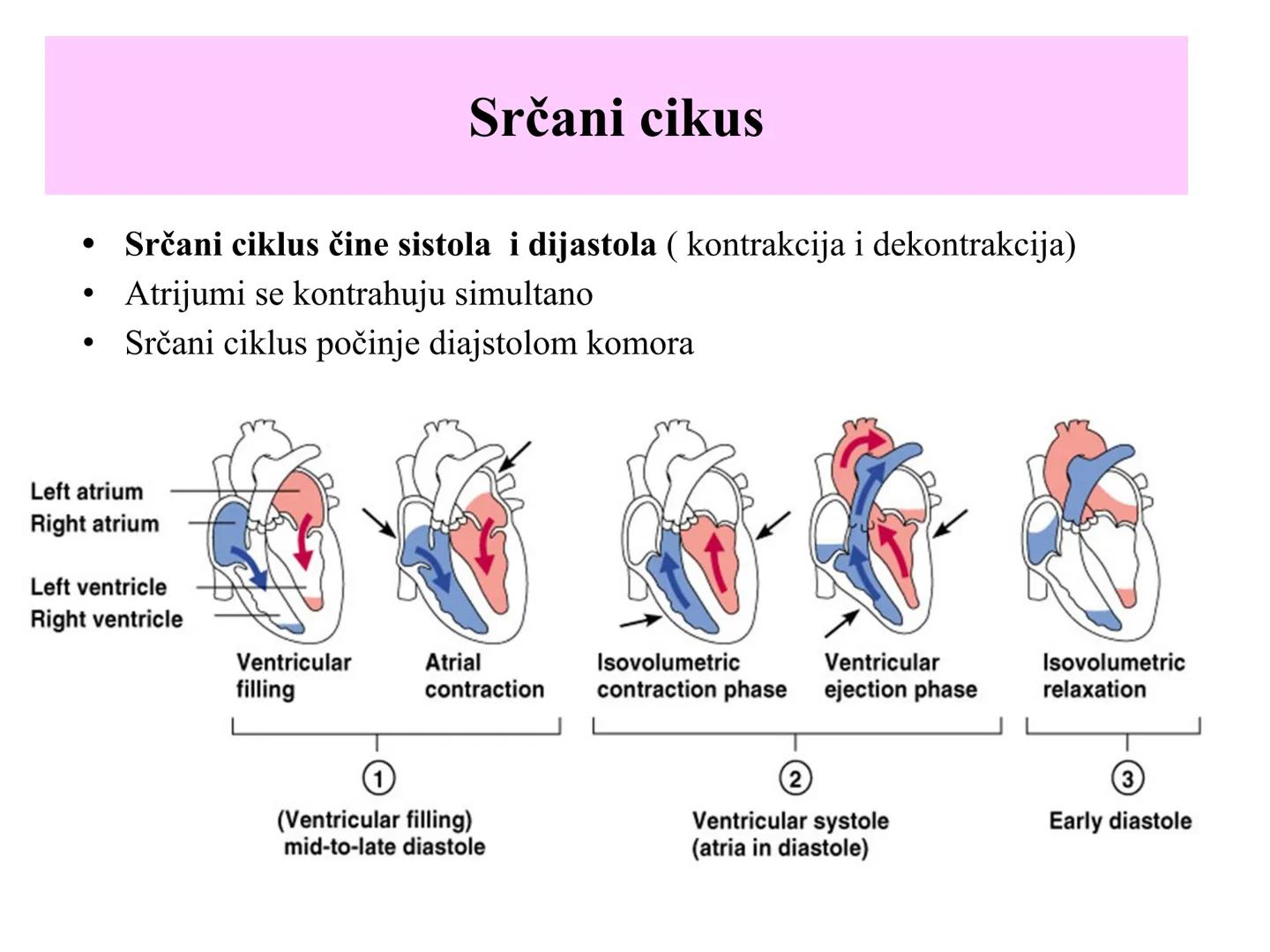 # Fiziologija
Kardiovaskularni sistem
Pulmonary Circulation
Arteries
Veins
Systemic Circulation
Cleveland
Clinic
©2021 # KARDIOVASKULA