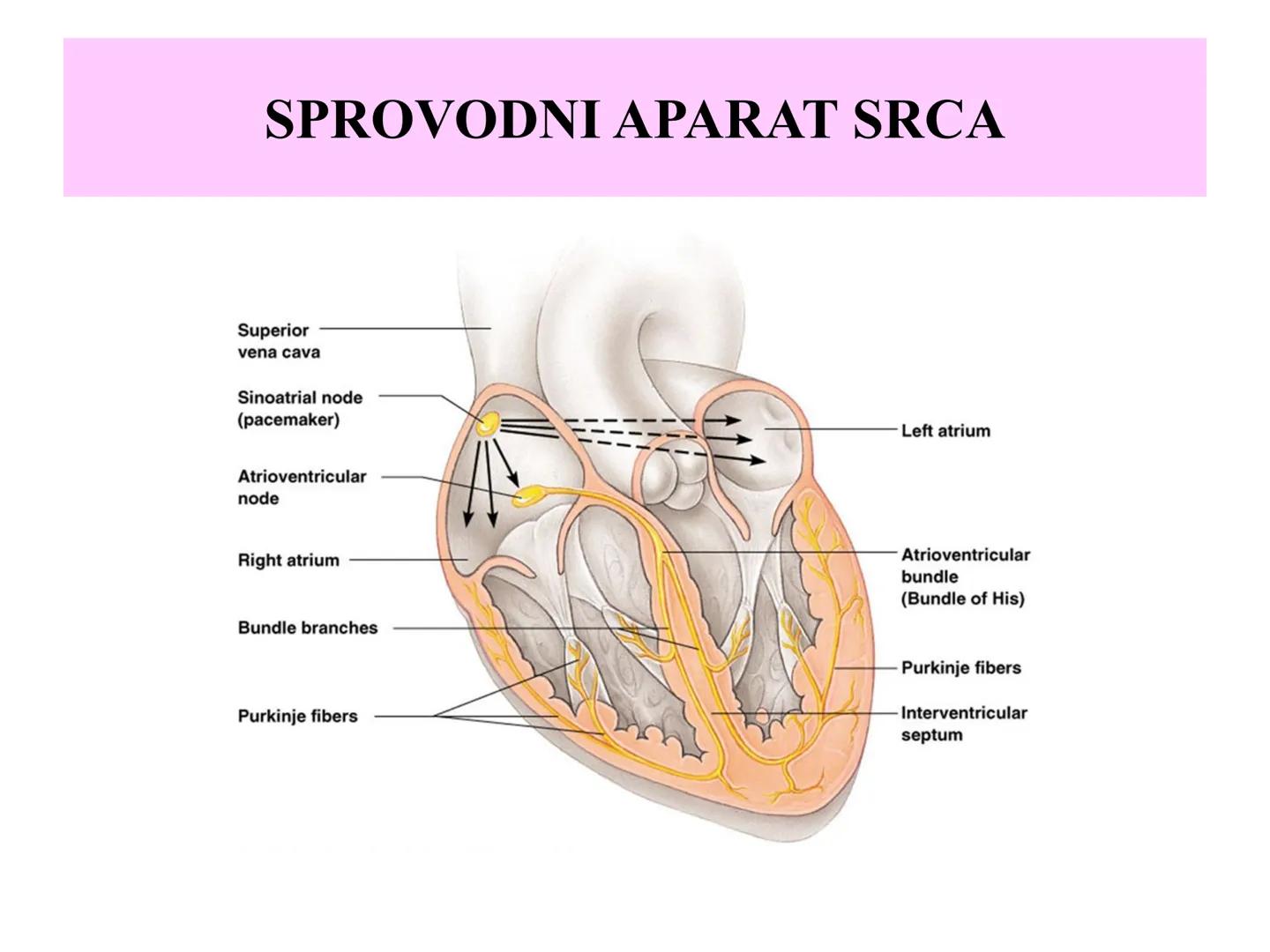 # Fiziologija
Kardiovaskularni sistem
Pulmonary Circulation
Arteries
Veins
Systemic Circulation
Cleveland
Clinic
©2021 # KARDIOVASKULA