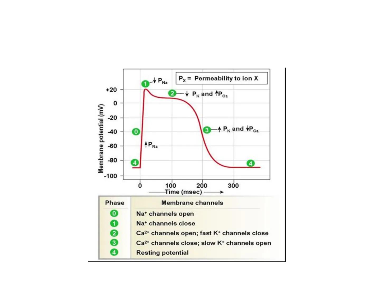 # Fiziologija
Kardiovaskularni sistem
Pulmonary Circulation
Arteries
Veins
Systemic Circulation
Cleveland
Clinic
©2021 # KARDIOVASKULA