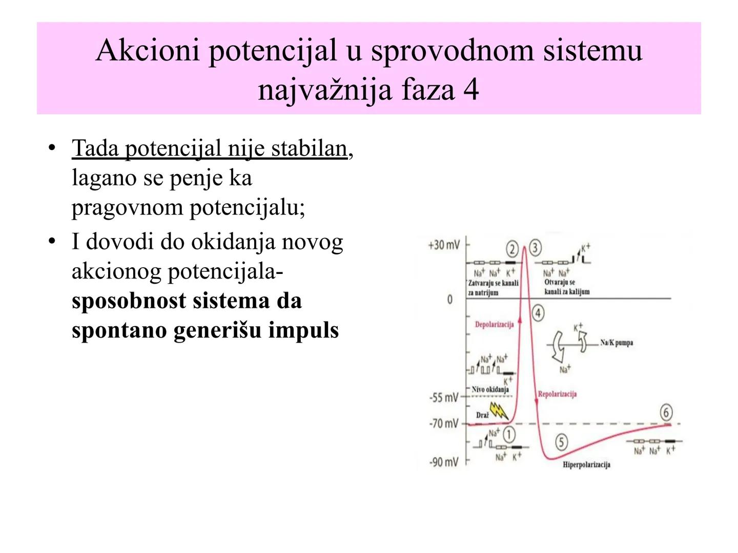 # Fiziologija
Kardiovaskularni sistem
Pulmonary Circulation
Arteries
Veins
Systemic Circulation
Cleveland
Clinic
©2021 # KARDIOVASKULA