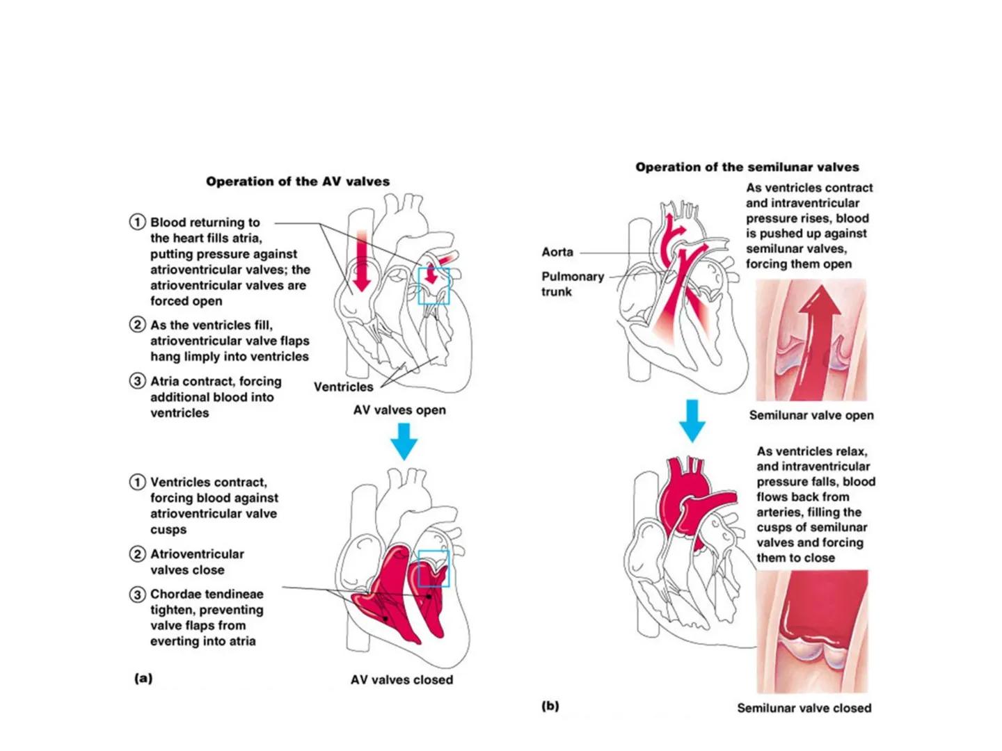 # Fiziologija
Kardiovaskularni sistem
Pulmonary Circulation
Arteries
Veins
Systemic Circulation
Cleveland
Clinic
©2021 # KARDIOVASKULA