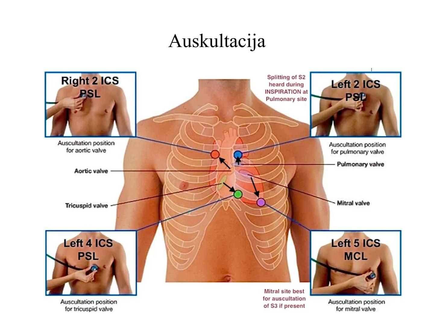 # Fiziologija
Kardiovaskularni sistem
Pulmonary Circulation
Arteries
Veins
Systemic Circulation
Cleveland
Clinic
©2021 # KARDIOVASKULA
