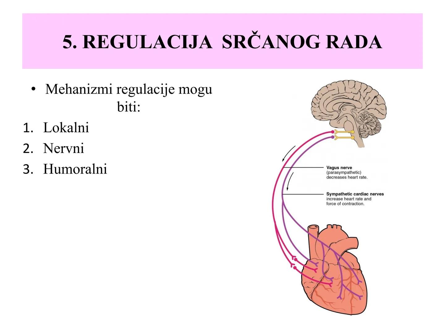 # Fiziologija
Kardiovaskularni sistem
Pulmonary Circulation
Arteries
Veins
Systemic Circulation
Cleveland
Clinic
©2021 # KARDIOVASKULA