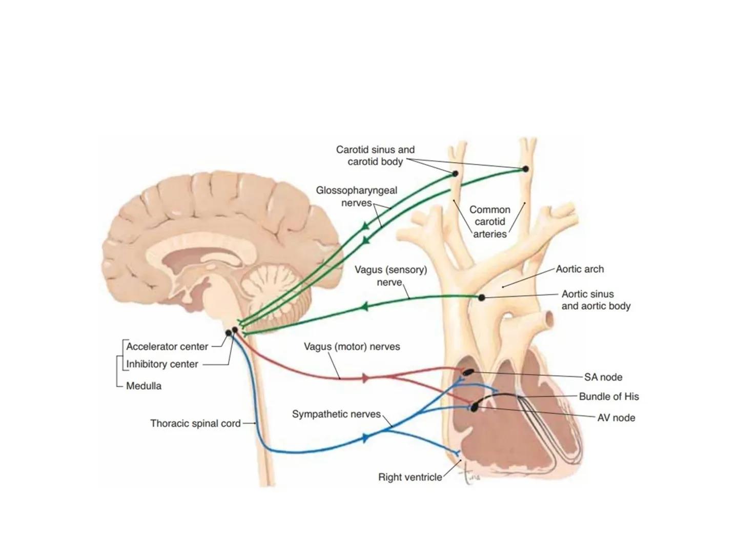 # Fiziologija
Kardiovaskularni sistem
Pulmonary Circulation
Arteries
Veins
Systemic Circulation
Cleveland
Clinic
©2021 # KARDIOVASKULA