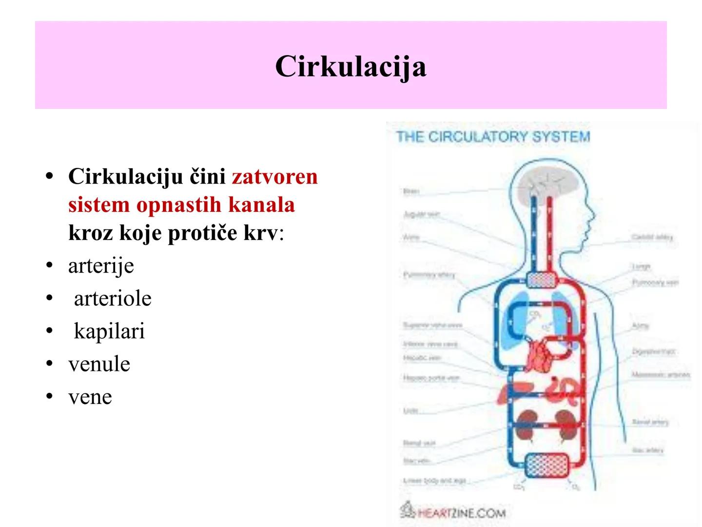 # Fiziologija
Kardiovaskularni sistem
Pulmonary Circulation
Arteries
Veins
Systemic Circulation
Cleveland
Clinic
©2021 # KARDIOVASKULA