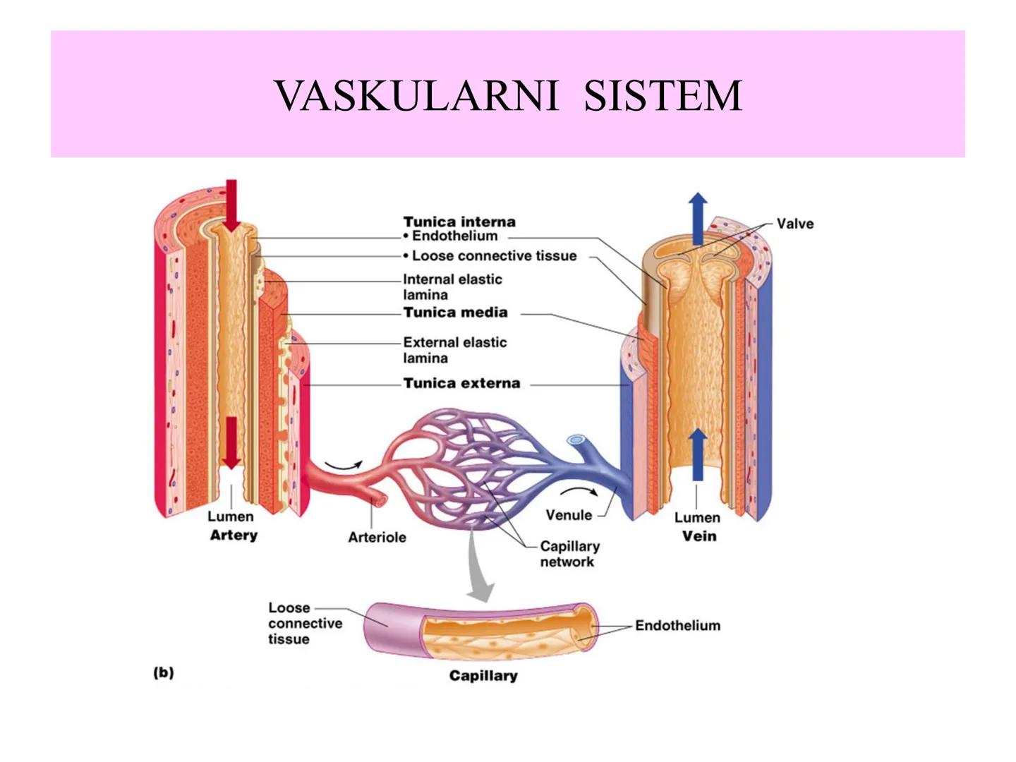# Fiziologija
Kardiovaskularni sistem
Pulmonary Circulation
Arteries
Veins
Systemic Circulation
Cleveland
Clinic
©2021 # KARDIOVASKULA