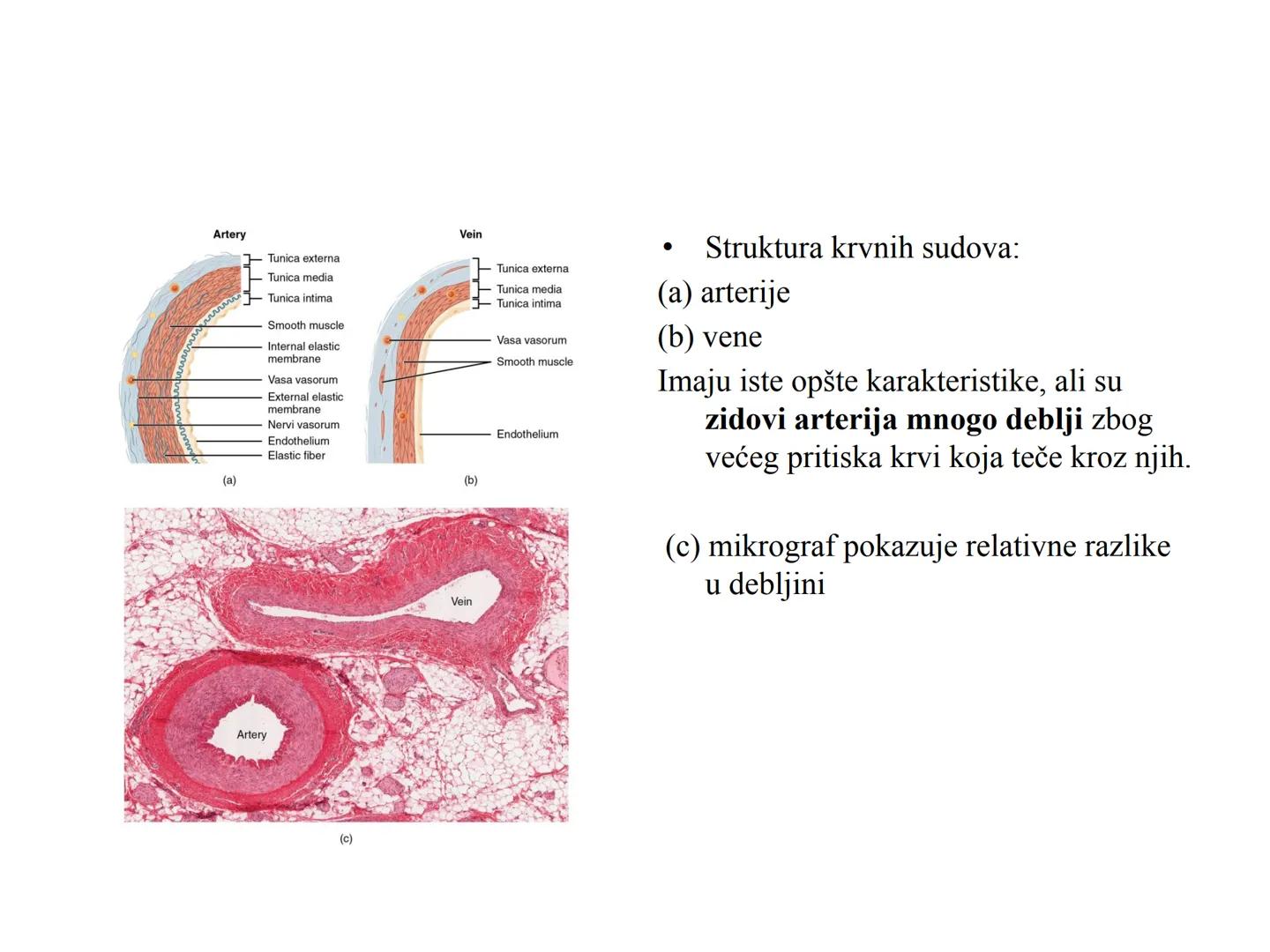 # Fiziologija
Kardiovaskularni sistem
Pulmonary Circulation
Arteries
Veins
Systemic Circulation
Cleveland
Clinic
©2021 # KARDIOVASKULA