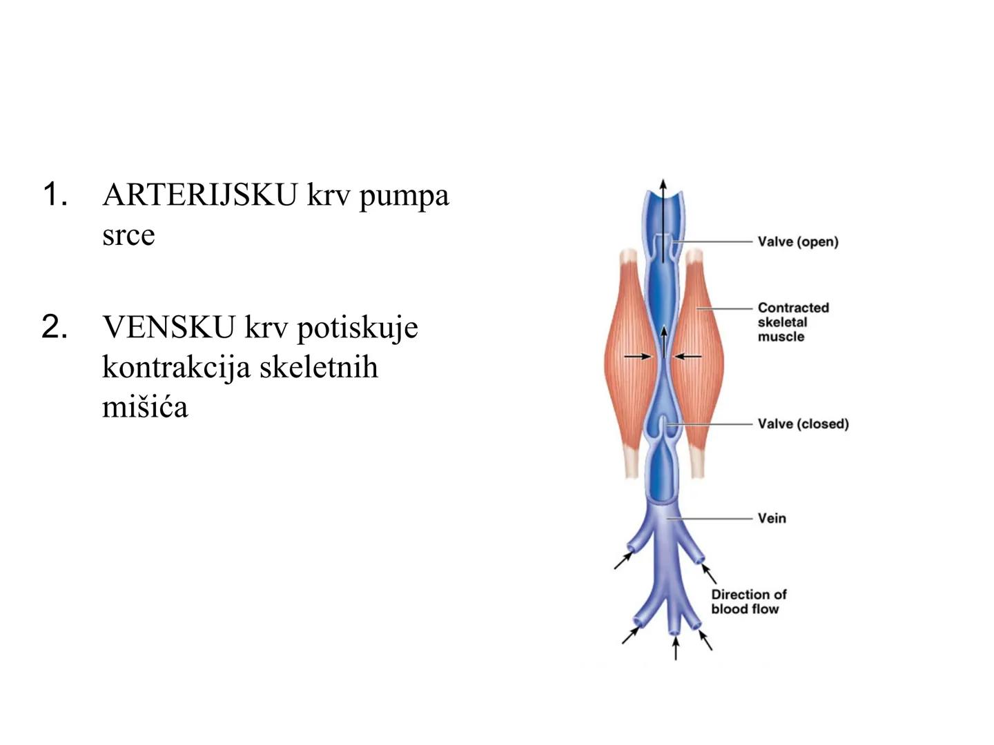 # Fiziologija
Kardiovaskularni sistem
Pulmonary Circulation
Arteries
Veins
Systemic Circulation
Cleveland
Clinic
©2021 # KARDIOVASKULA