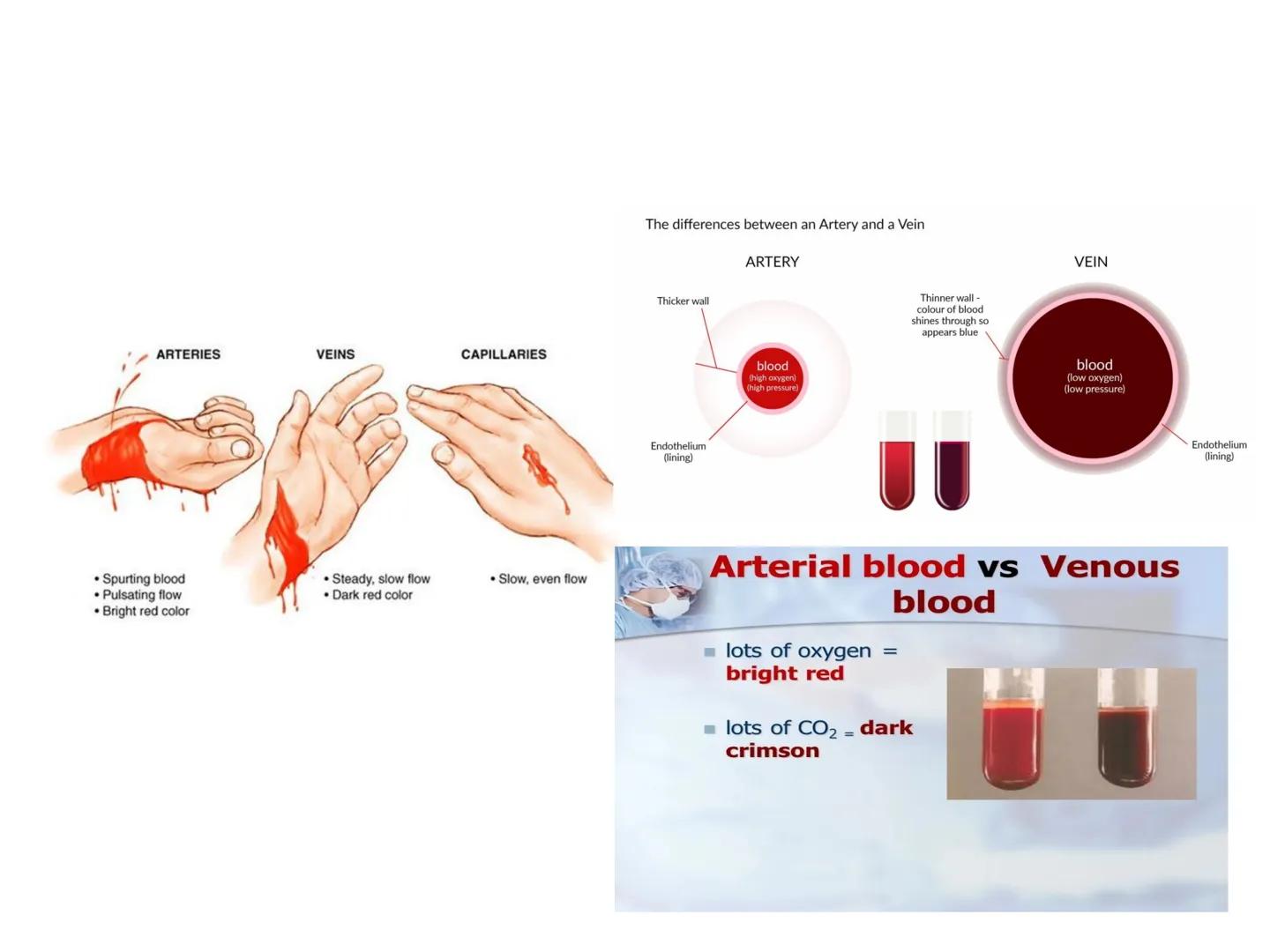 # Fiziologija
Kardiovaskularni sistem
Pulmonary Circulation
Arteries
Veins
Systemic Circulation
Cleveland
Clinic
©2021 # KARDIOVASKULA