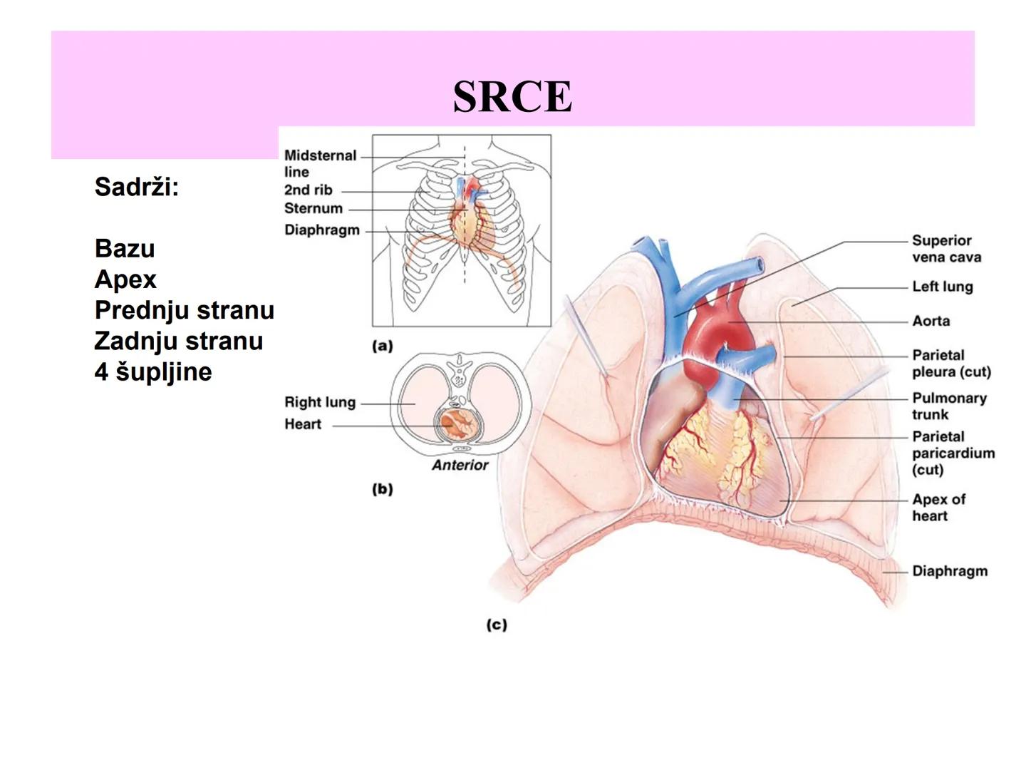 # Fiziologija
Kardiovaskularni sistem
Pulmonary Circulation
Arteries
Veins
Systemic Circulation
Cleveland
Clinic
©2021 # KARDIOVASKULA