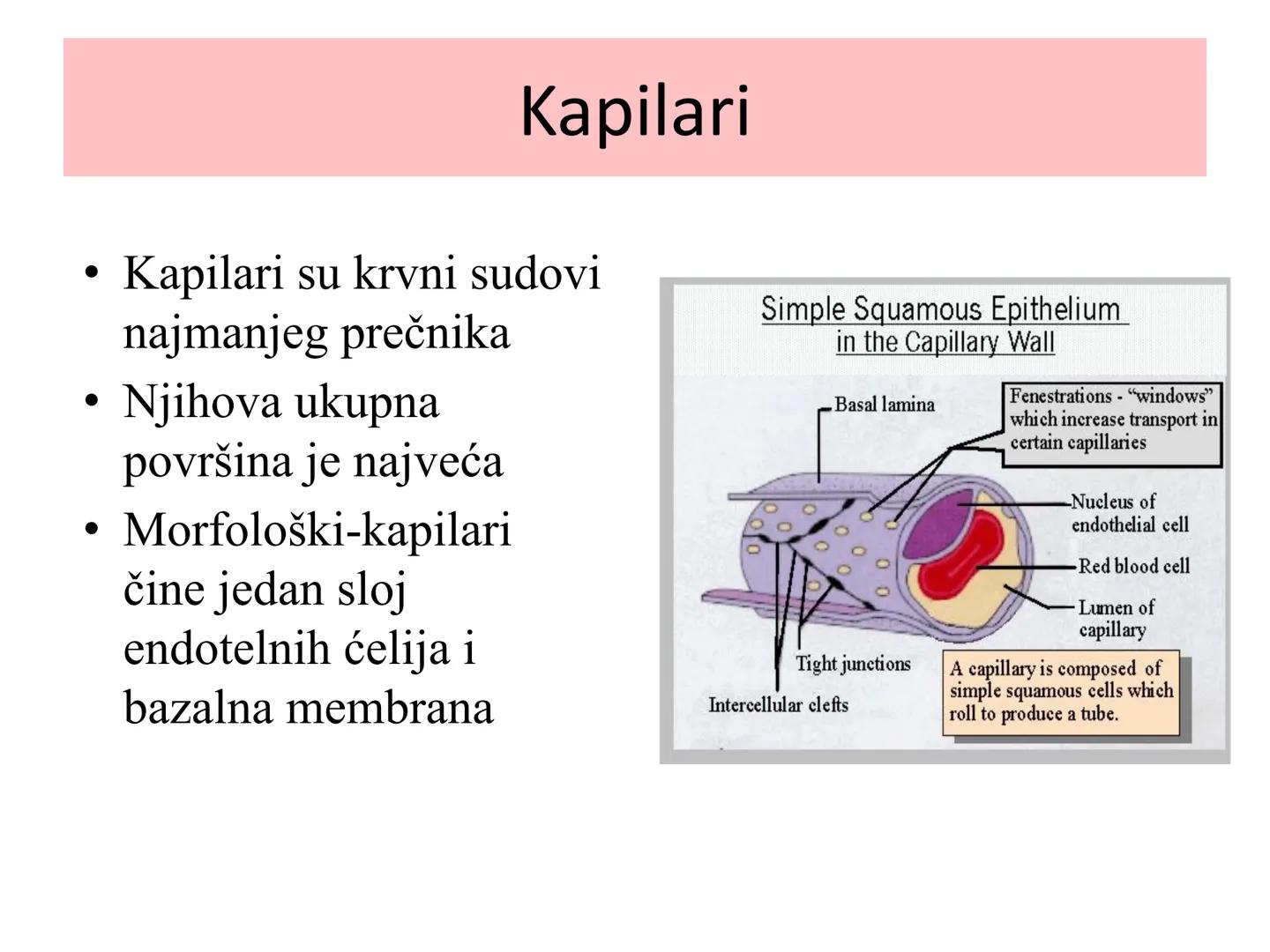 # Fiziologija
Kardiovaskularni sistem
Pulmonary Circulation
Arteries
Veins
Systemic Circulation
Cleveland
Clinic
©2021 # KARDIOVASKULA