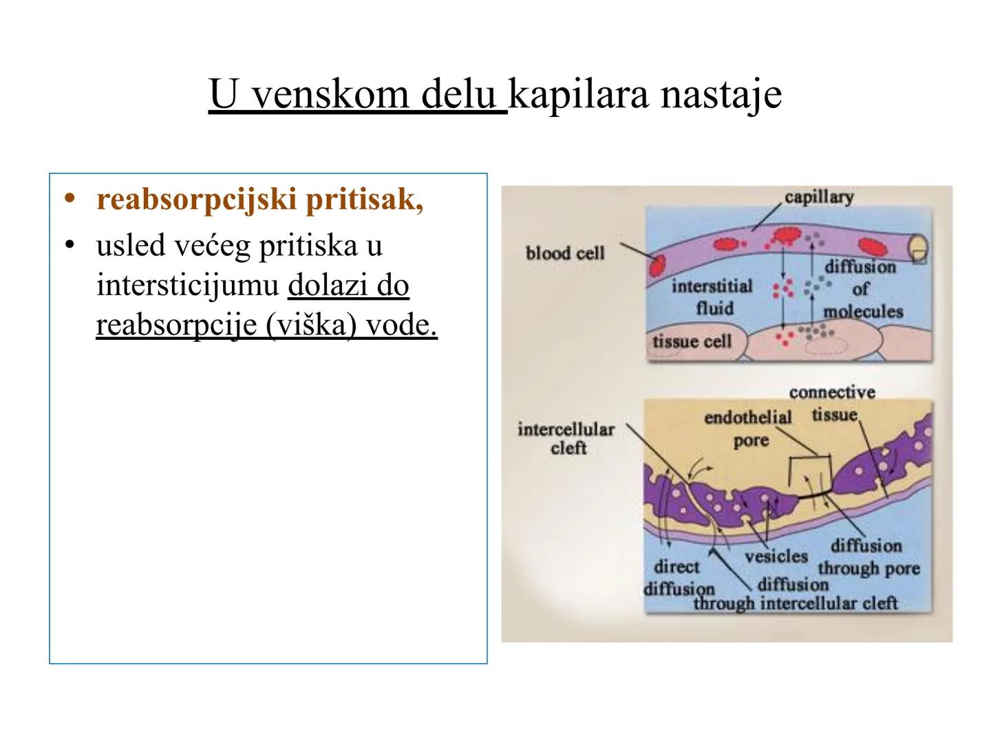 # Fiziologija
Kardiovaskularni sistem
Pulmonary Circulation
Arteries
Veins
Systemic Circulation
Cleveland
Clinic
©2021 # KARDIOVASKULA