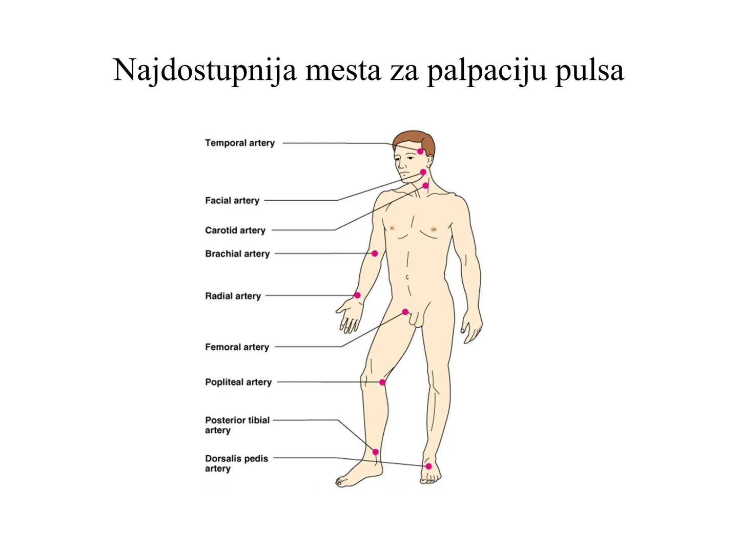 # Fiziologija
Kardiovaskularni sistem
Pulmonary Circulation
Arteries
Veins
Systemic Circulation
Cleveland
Clinic
©2021 # KARDIOVASKULA