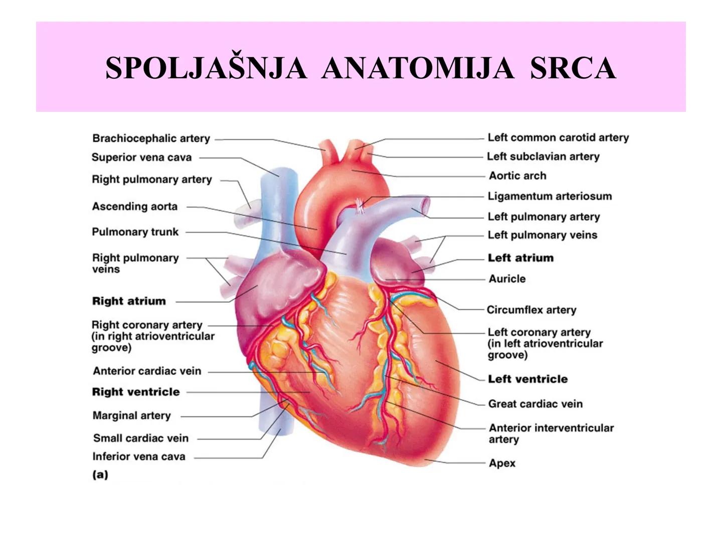 # Fiziologija
Kardiovaskularni sistem
Pulmonary Circulation
Arteries
Veins
Systemic Circulation
Cleveland
Clinic
©2021 # KARDIOVASKULA