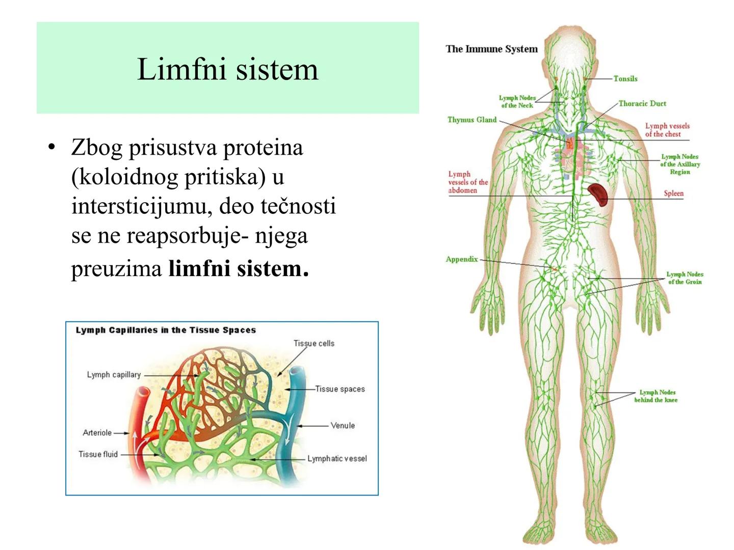 # Fiziologija
Kardiovaskularni sistem
Pulmonary Circulation
Arteries
Veins
Systemic Circulation
Cleveland
Clinic
©2021 # KARDIOVASKULA