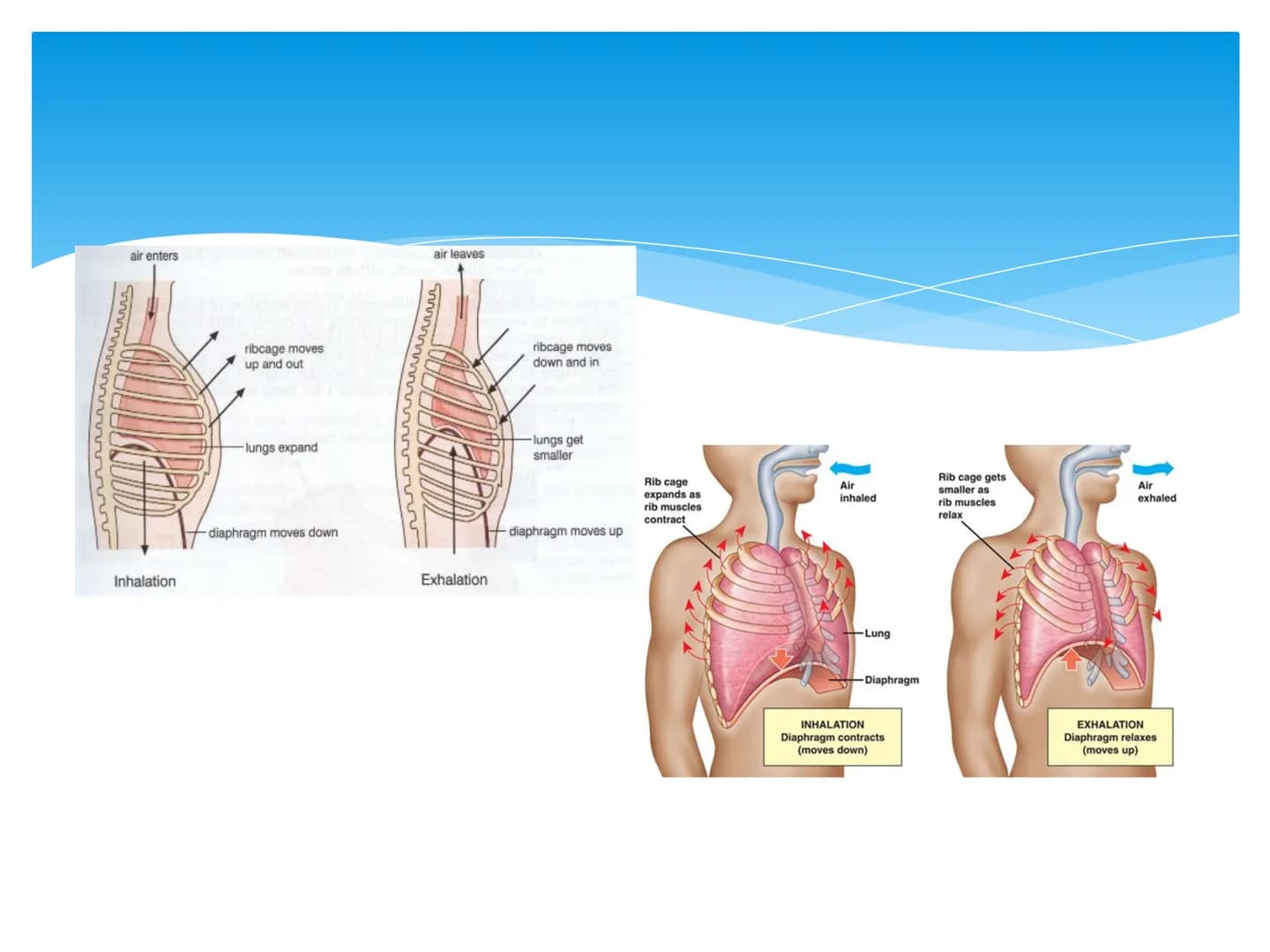 Fiziologija
Respiratorni sistem
pngtree
pngtree
pngtree
pngtree
ongtree
protiee png
pngtree- pngtree
ongtree-pngtr
Judea
pngtree